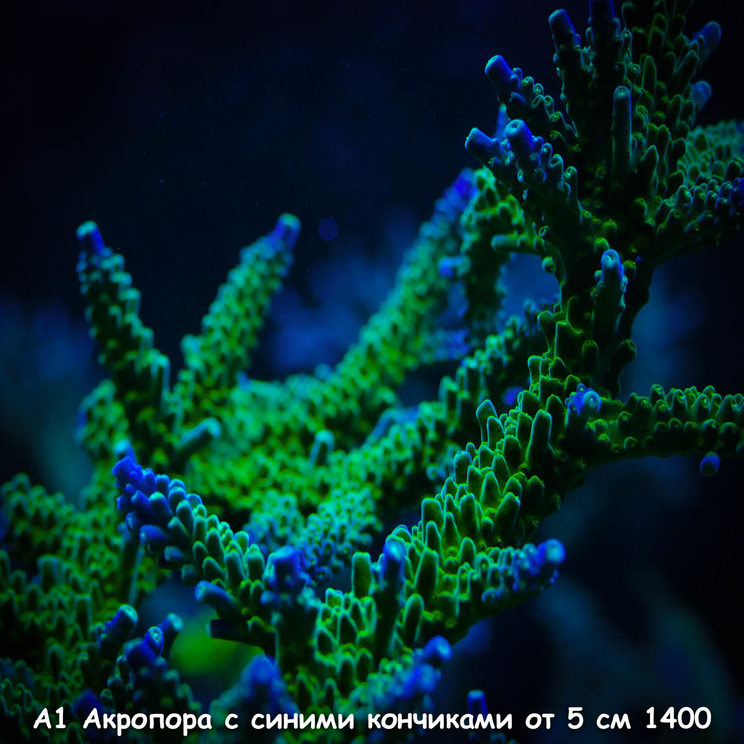 А1 Акропора зеленая с синими кончиками от 5 см 1400 (фото, вид 1)