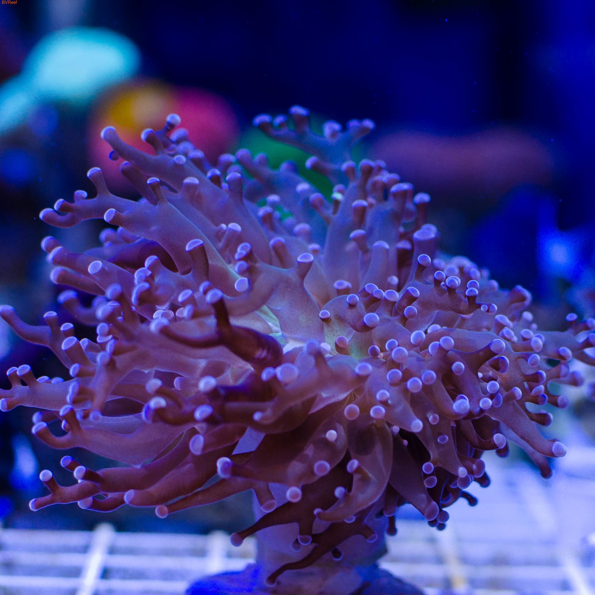    EUPHYLLIA DIVISA (,  1)