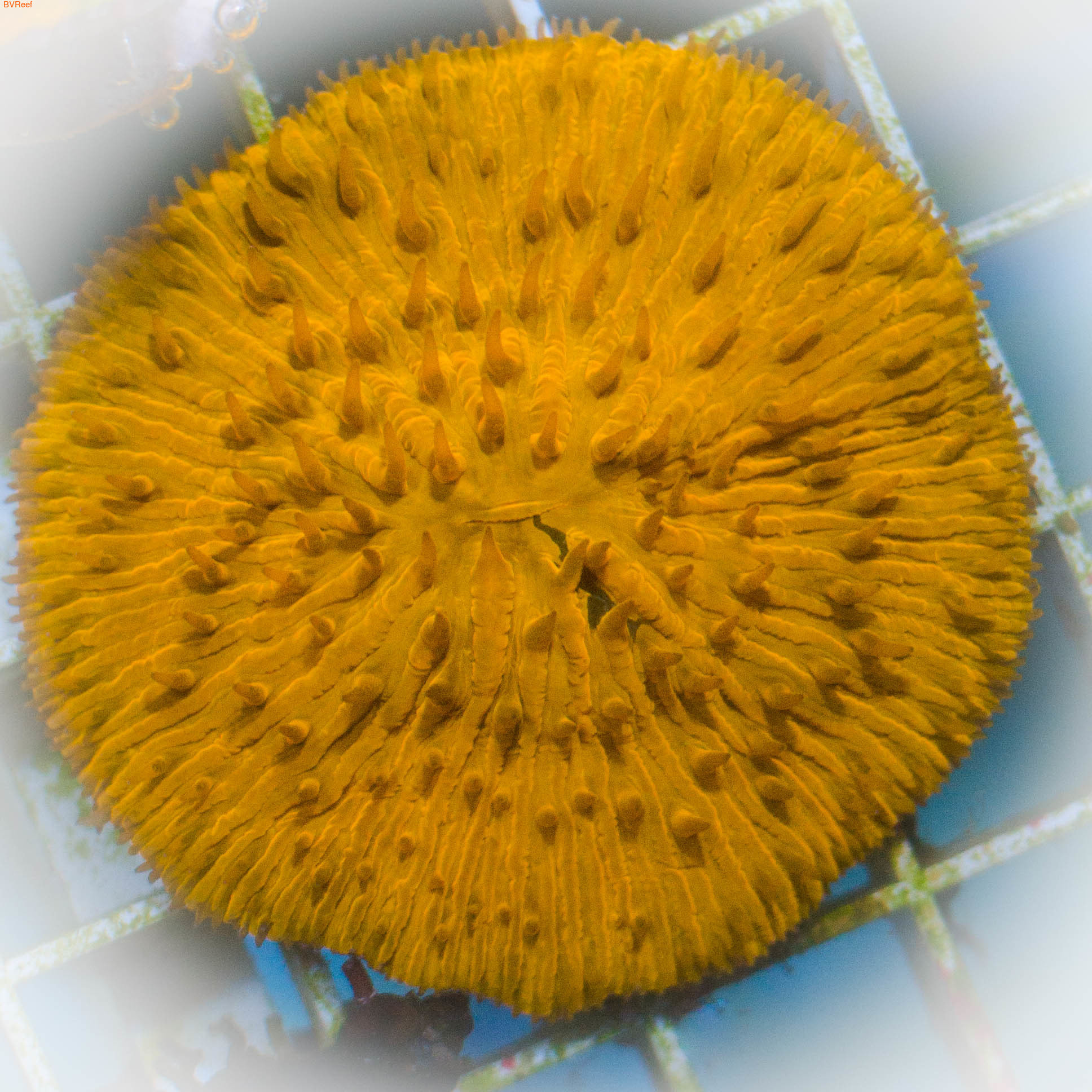   Plate coral - Orange (,  1)