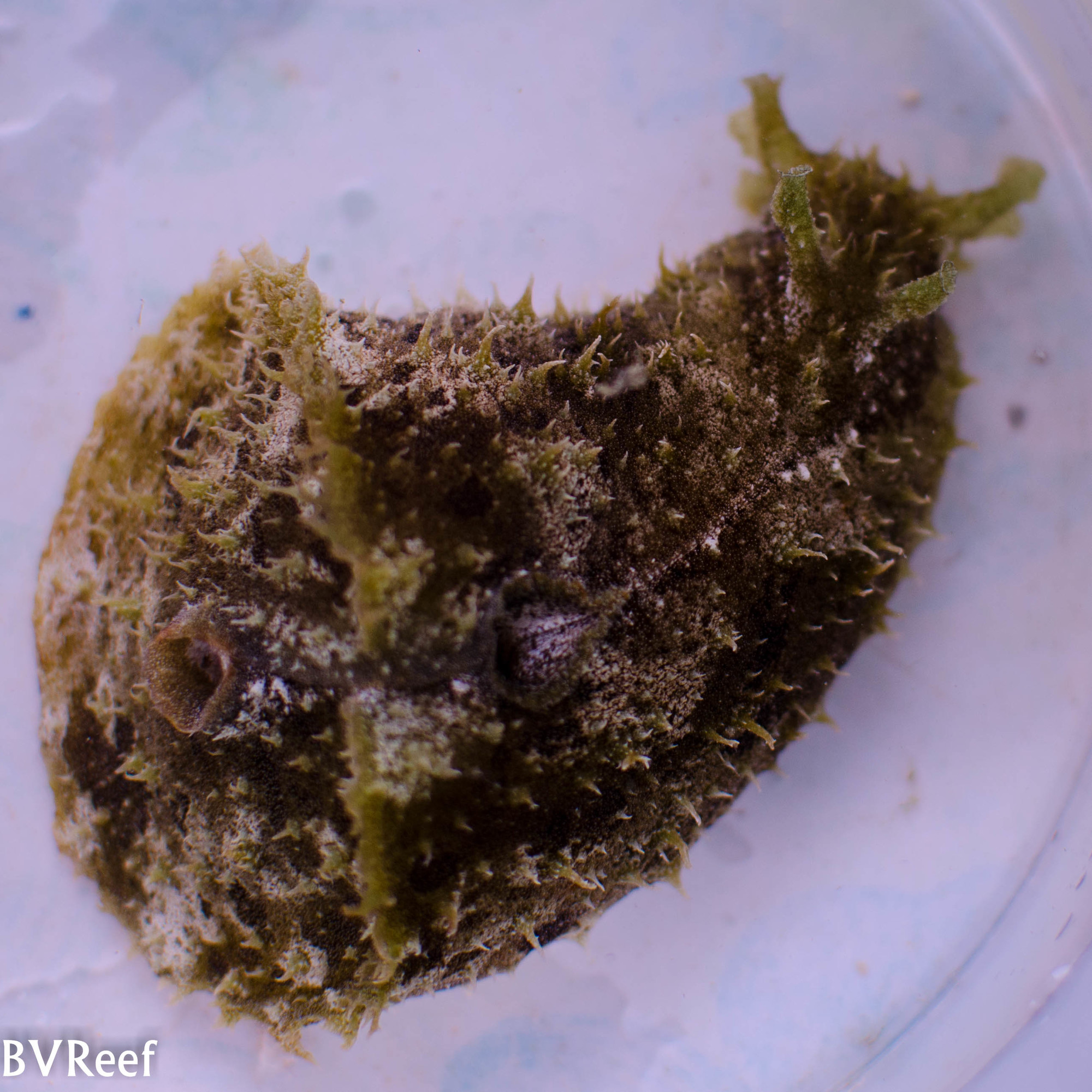 Б5 Заяц морской Dolabella auricularia Б5 Заяц морской Dolabella auricularia