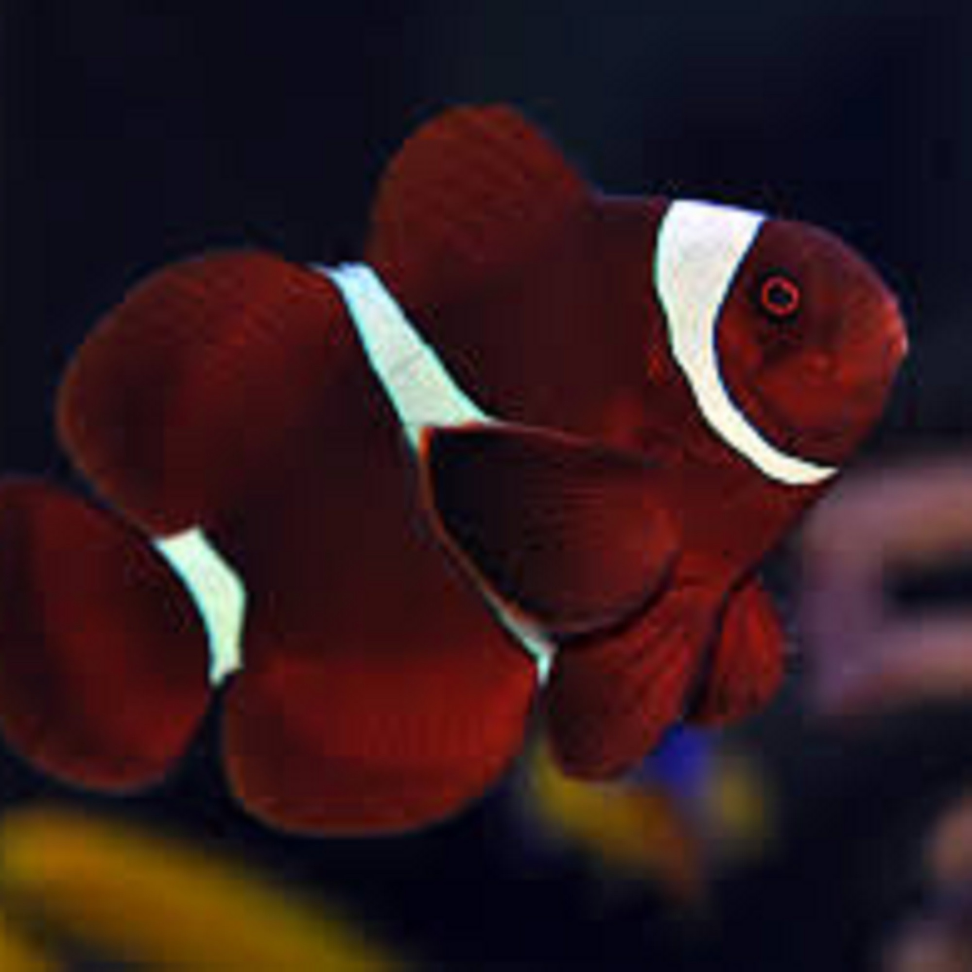    (Premnas biaculeatus)