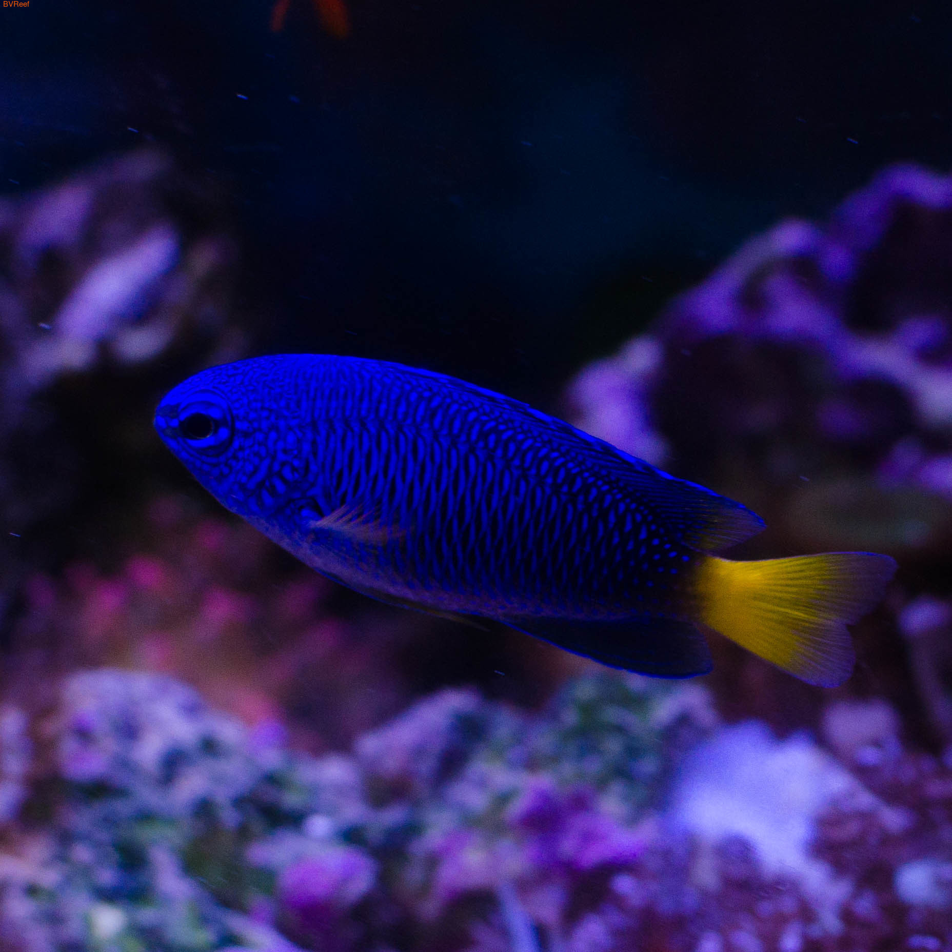  - Pomacentrus phillipinus ()