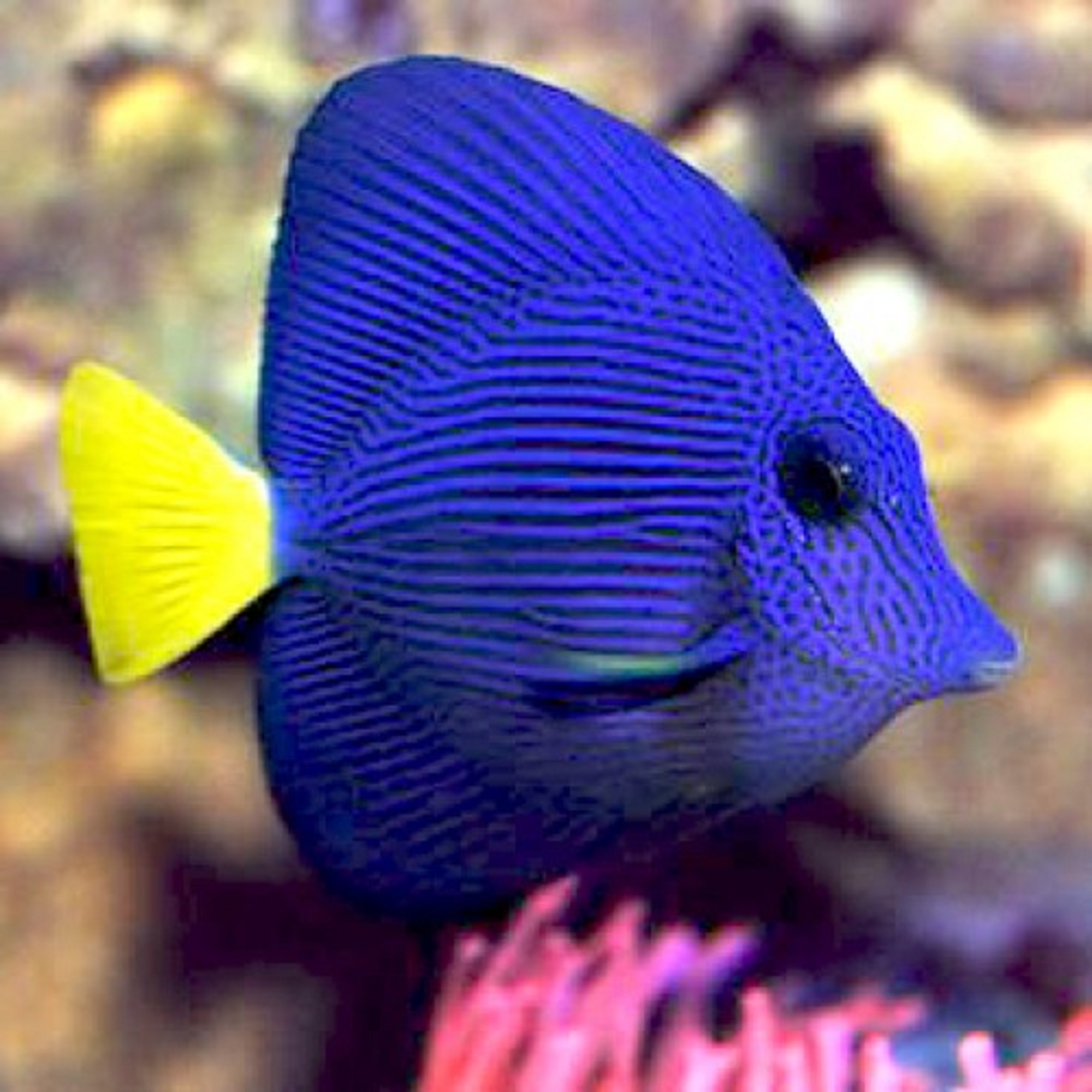    (Zebrasoma xantrum)