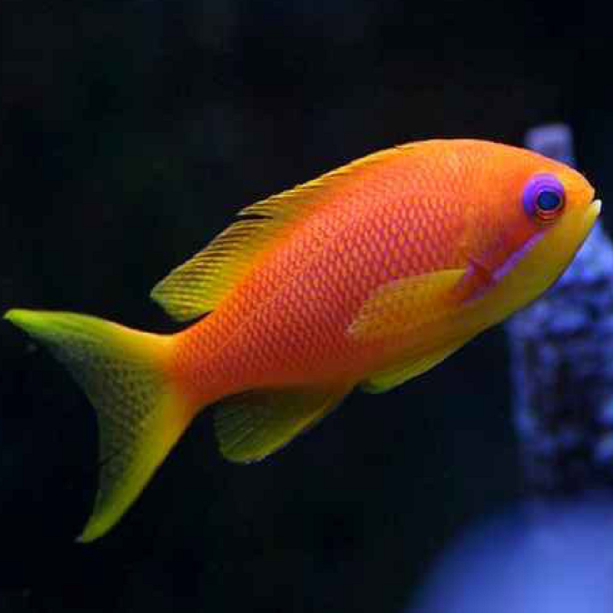   Pseudanthias squamipinnis 1800