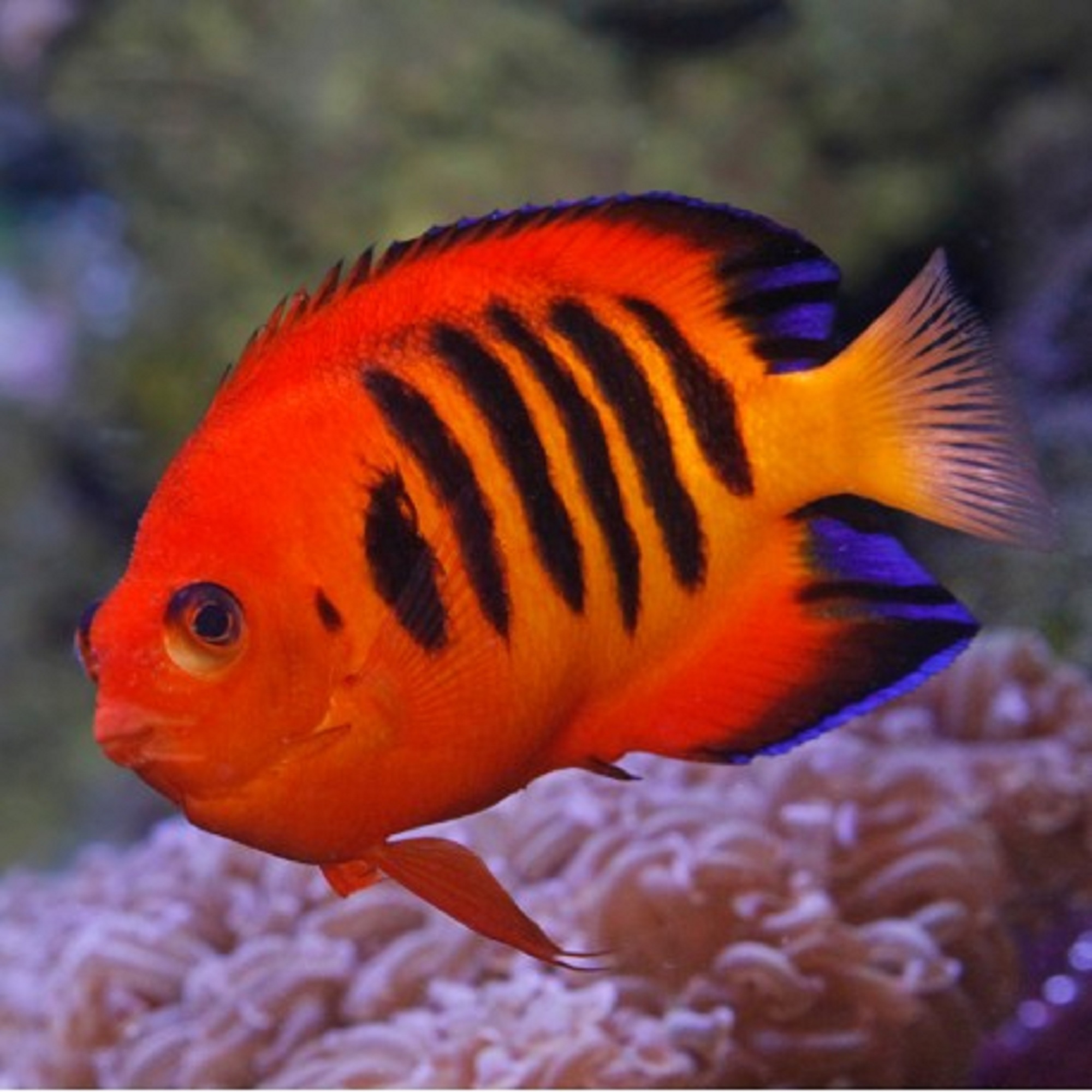   Centropyge loricula 9000