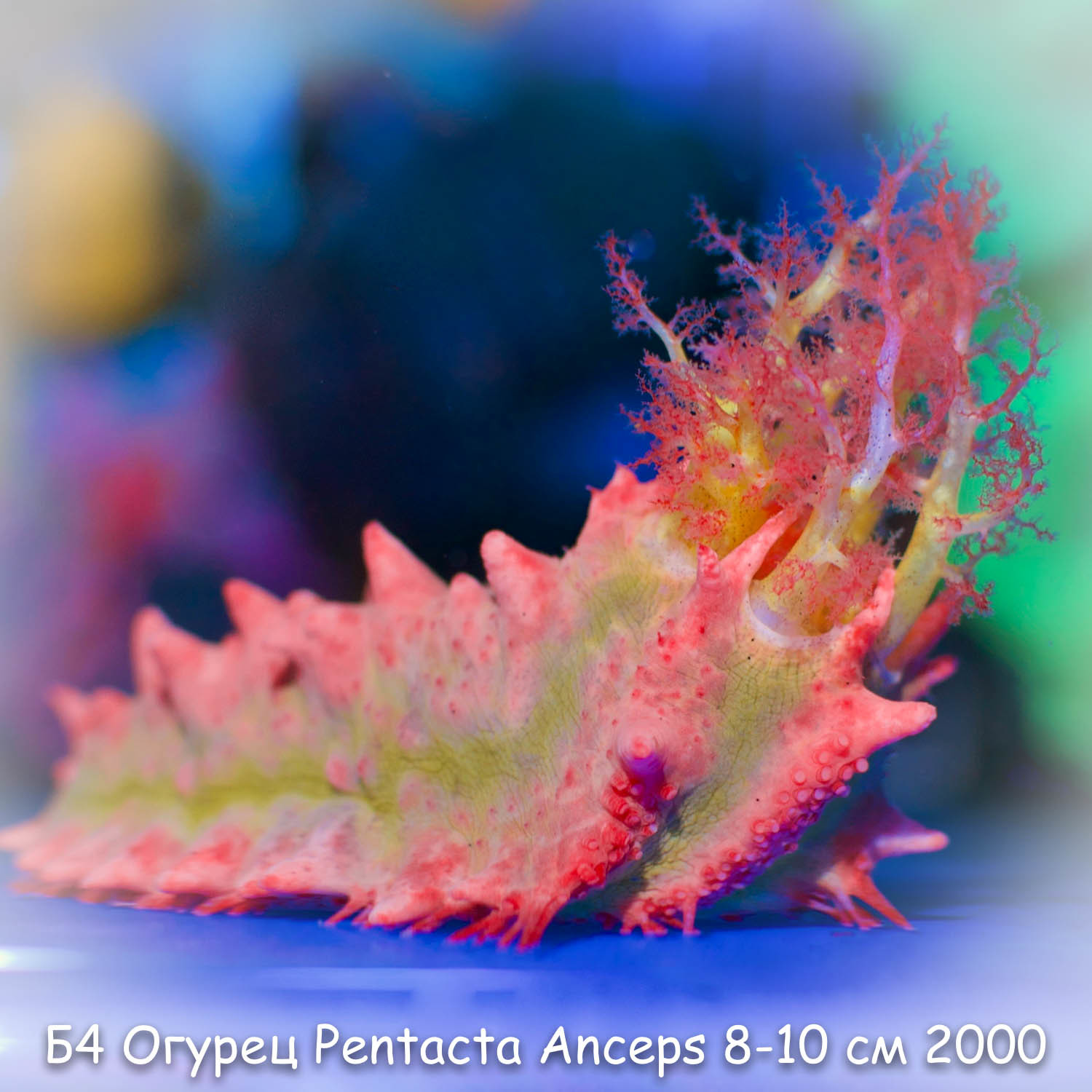Б4 Огурец морской розовый PentactaAnceps 6-7 см 2000