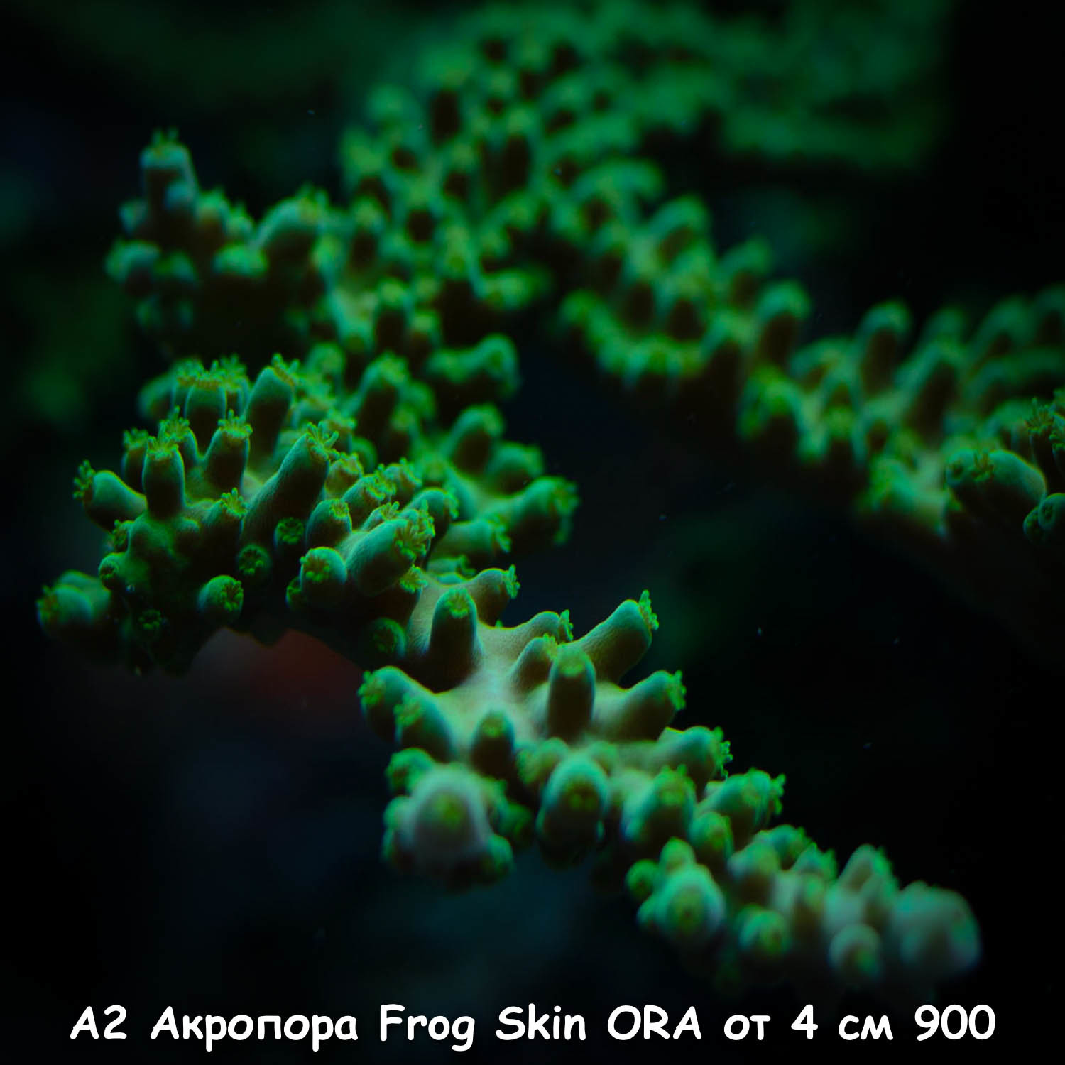 А2 Акропора Frog Skin ORA от 4 см 900