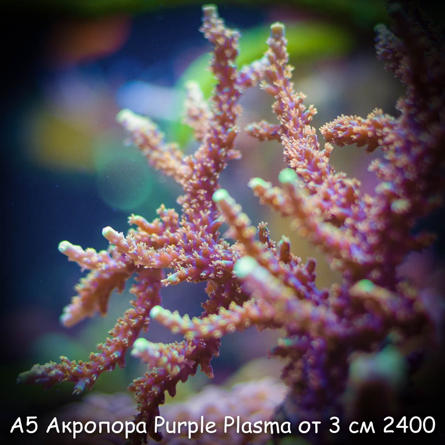 А5 Акропора пурпурная Purple Plasma ORA от 3 см 2400