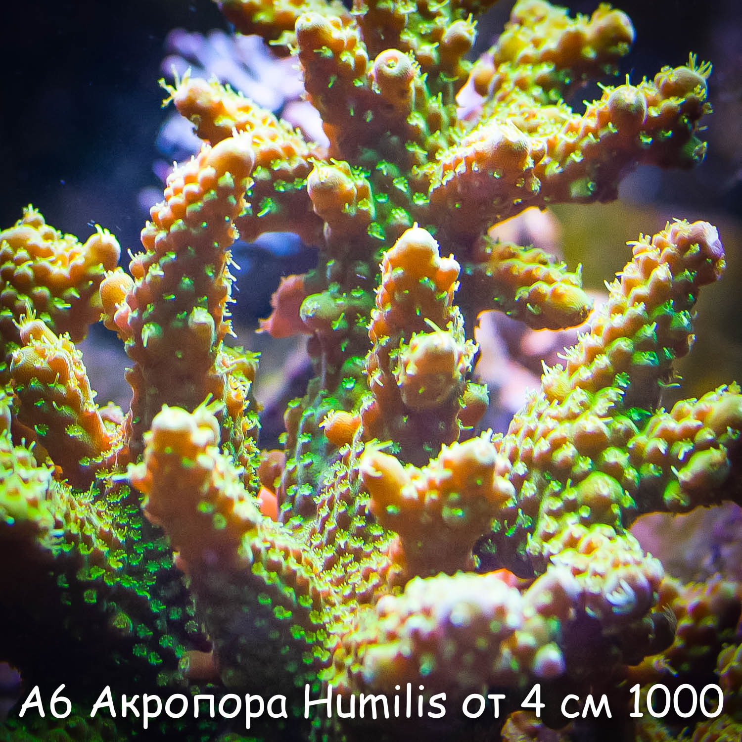 А6 Акропора Humilis от 4 см 1000