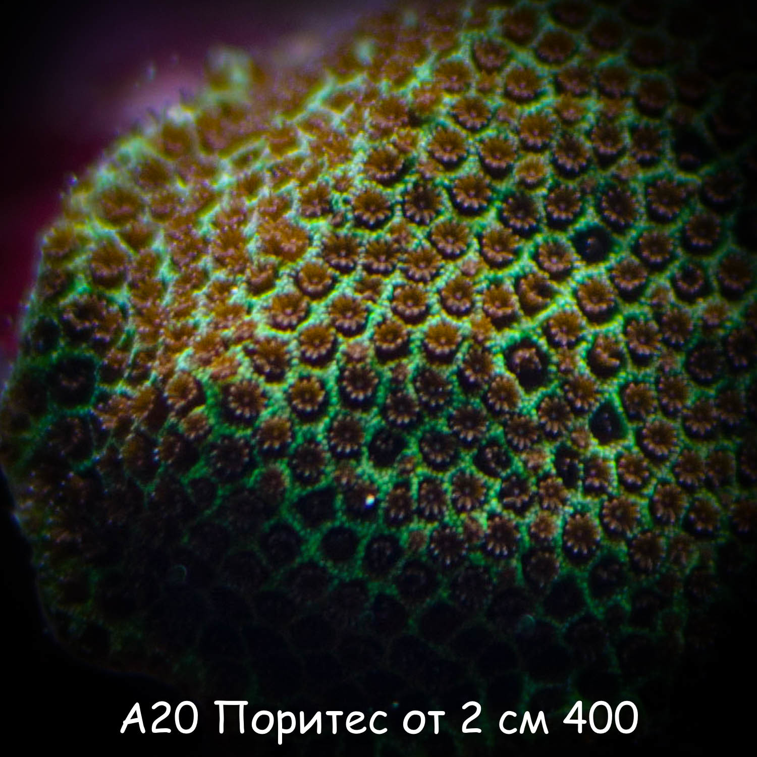 20   2  400