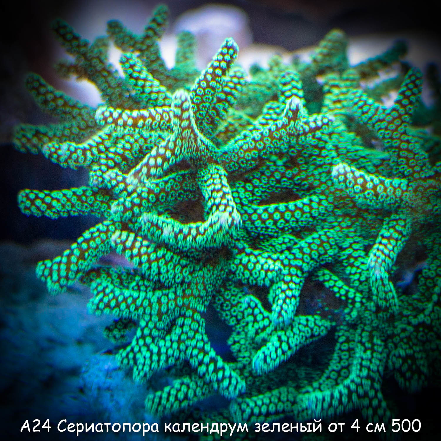 А24 Сериатопора календрум зеленый ультра от 4 см 500
