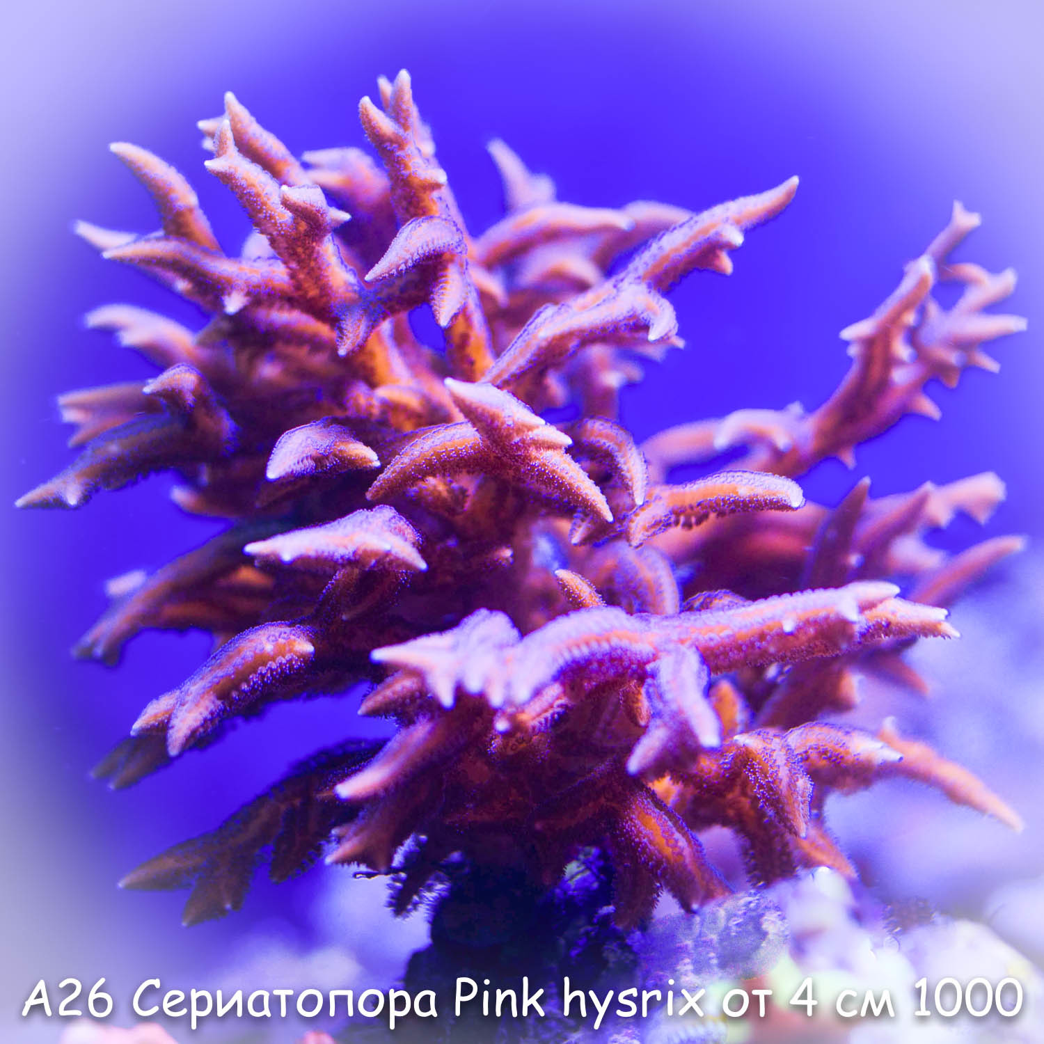 26   Pink hysrix ORA  4  1000