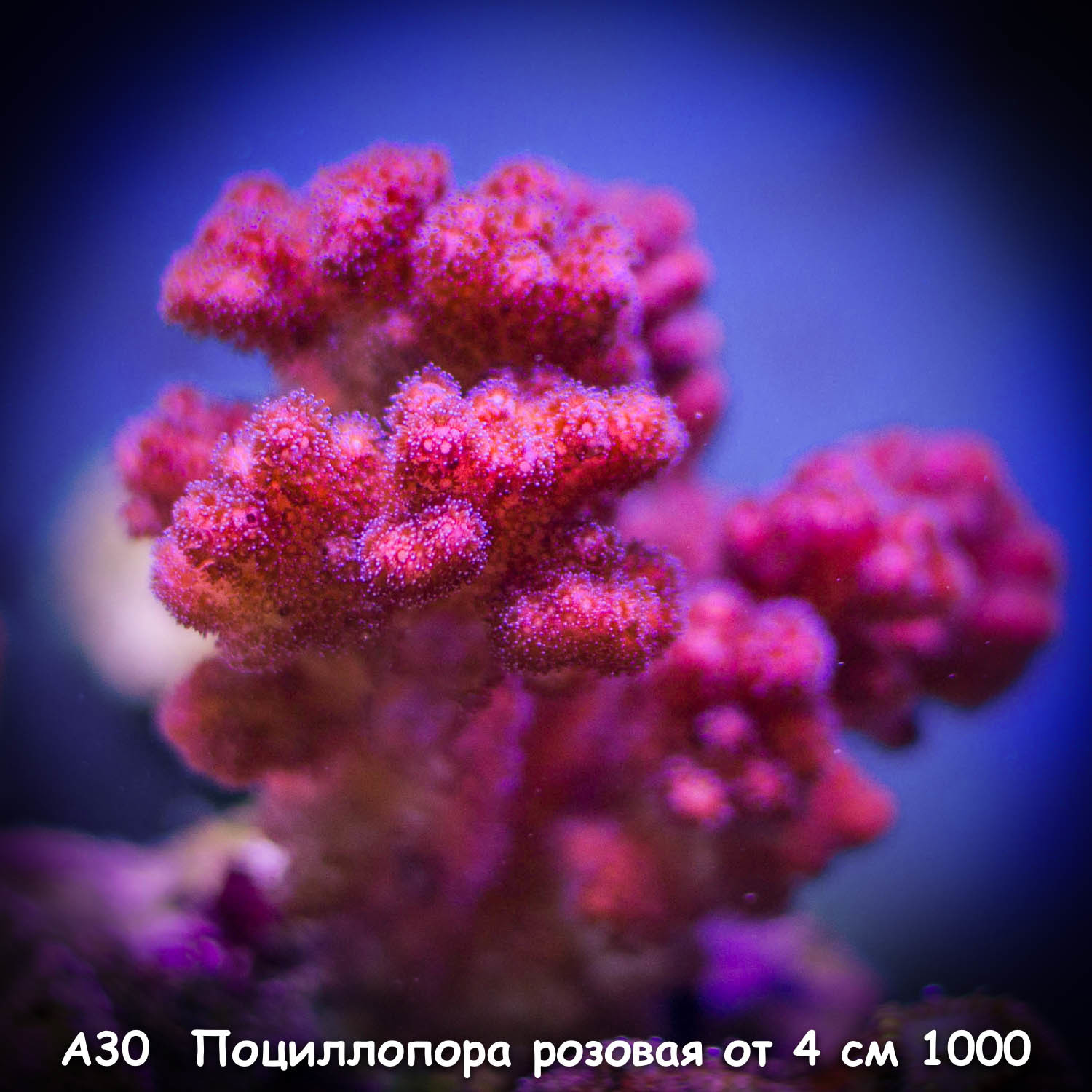 А30 Поциллопора розовая Purple Stylophora ORA от 4 см 1000