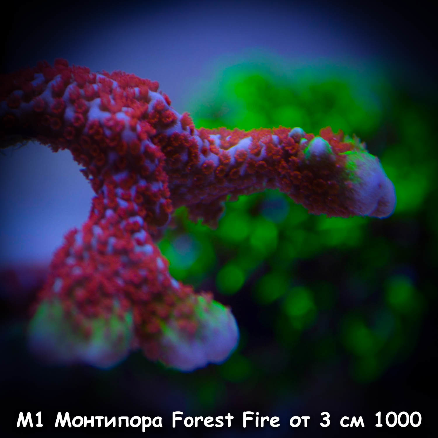 М1 Монтипора Forest Fire от 3 см 1000
