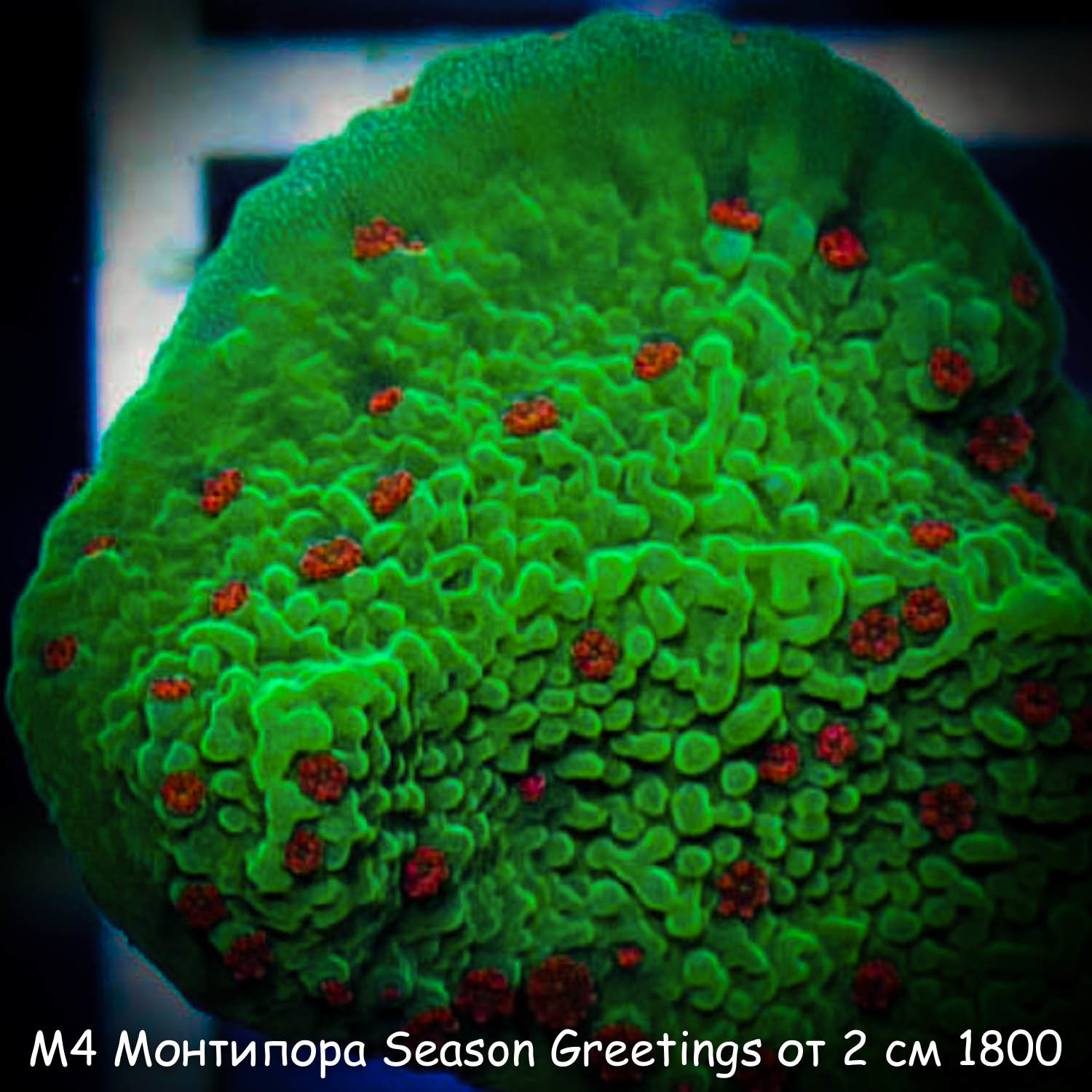 М4 Монтипора инкрустирующая Season Greetings от 2 см 1800