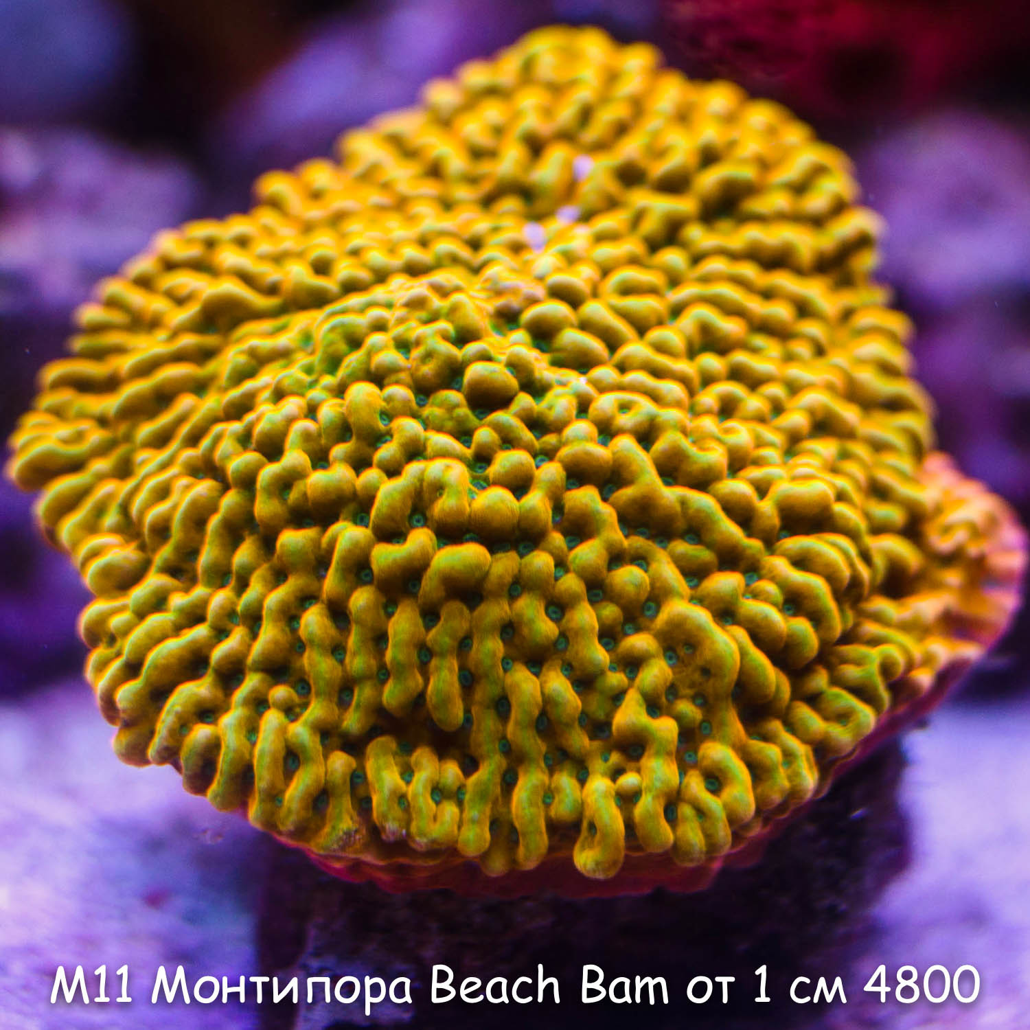М11 Монтипора инкрустирующая Beach Bam JF от 1 см 4800