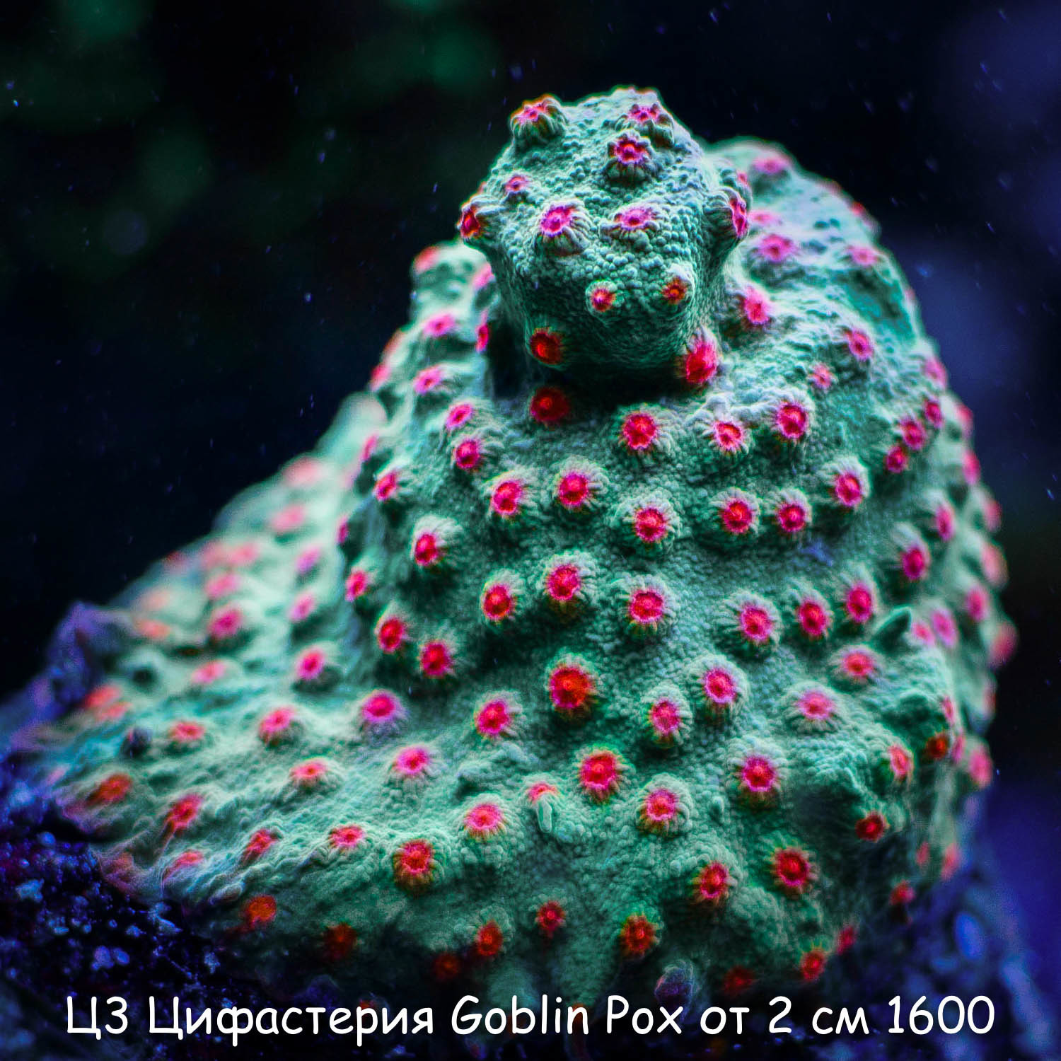 Ц3 Цифастерия Goblin Pox от 2 см 1600