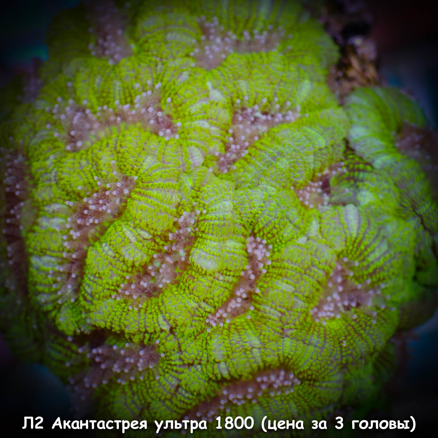 Л2 Акантастрея ультра-зеленая Acanthastrea lordhowensis 1800 (за 3 головы)