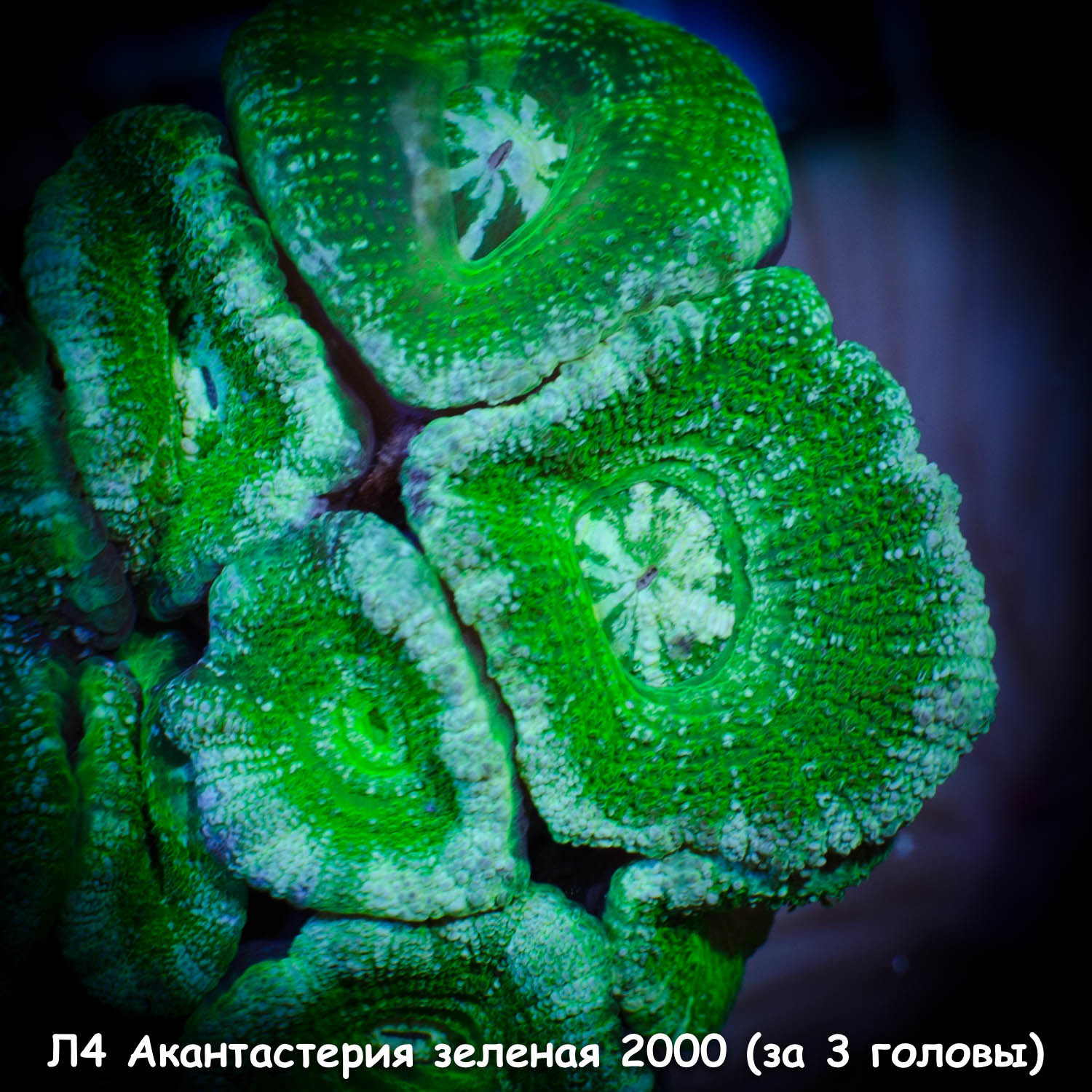 Л4 Акантастерия зеленая Acanthastrea lordhowensis 2000 (за 3 головы)