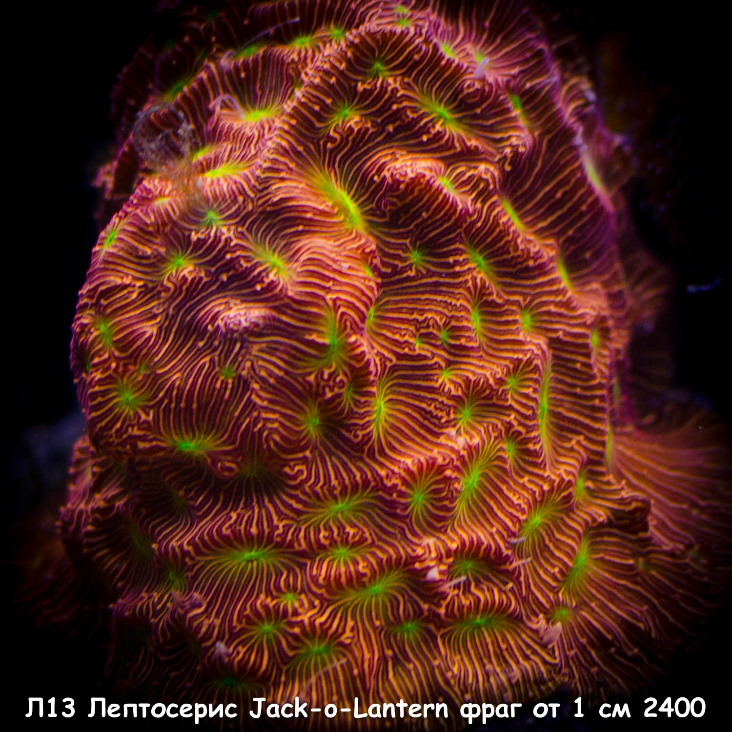 Л13 Лептосерис Jack-o-Lantern фраг от 1 см 2400