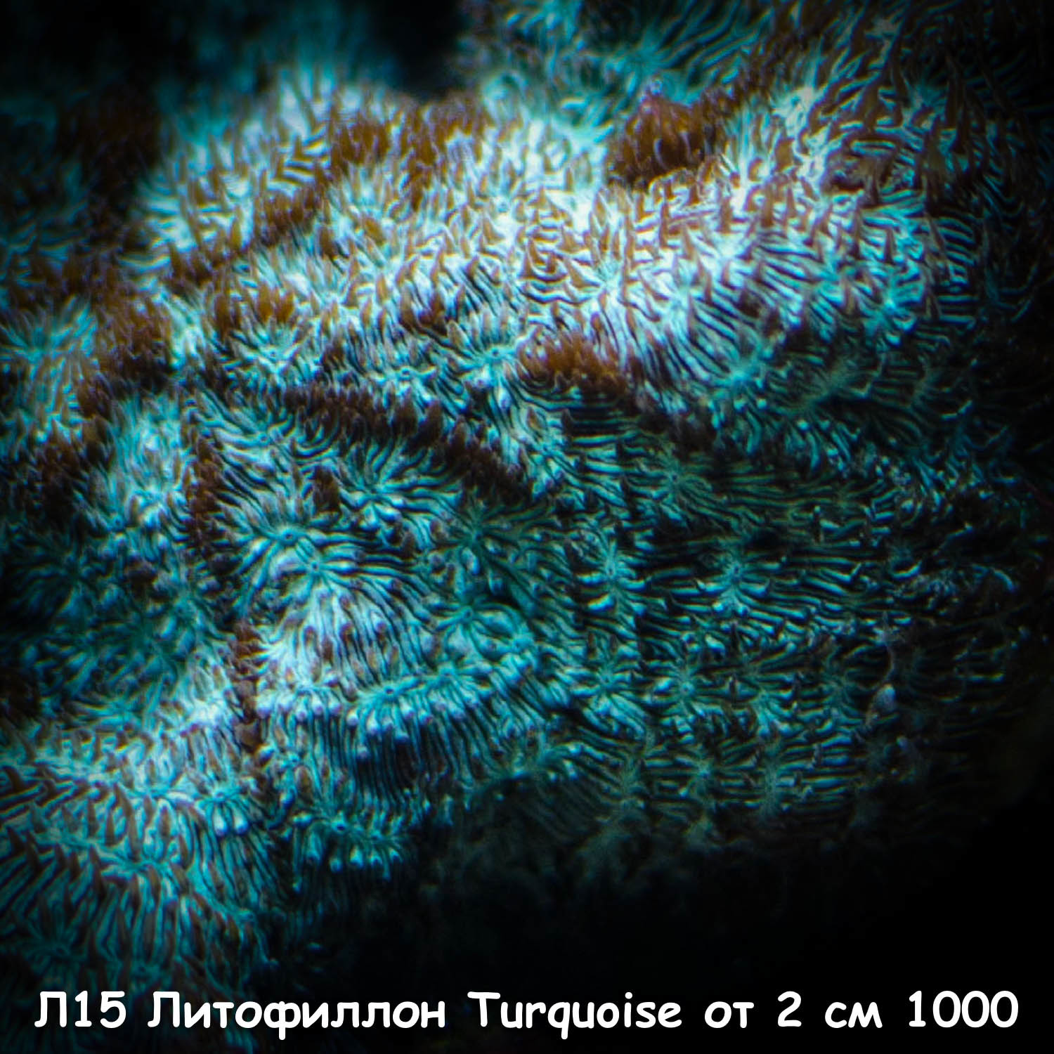 15  Turquoise  2  1000