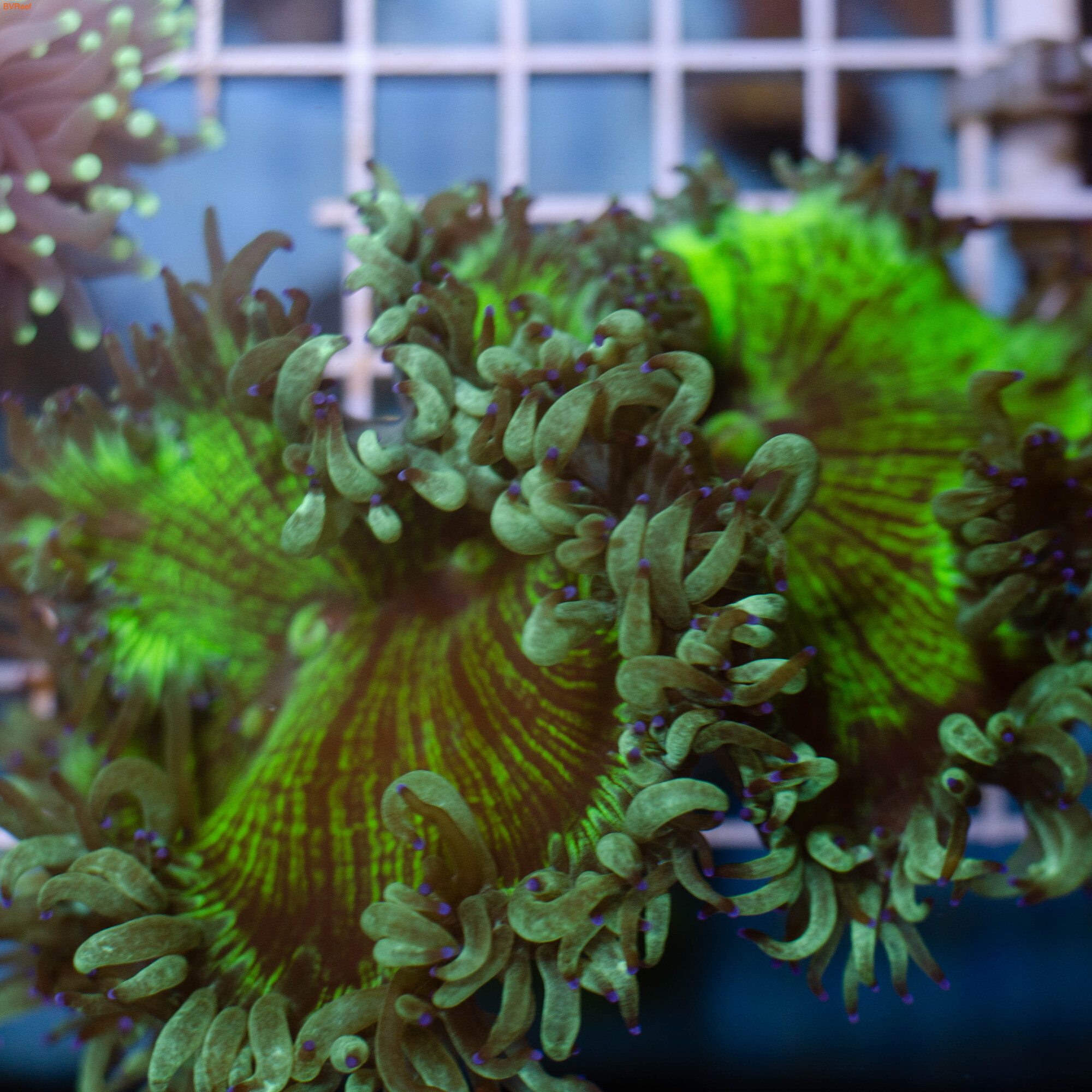 Каталафилия элегантная зеленая с фиолетовыми кончиками Elegance coral - Green