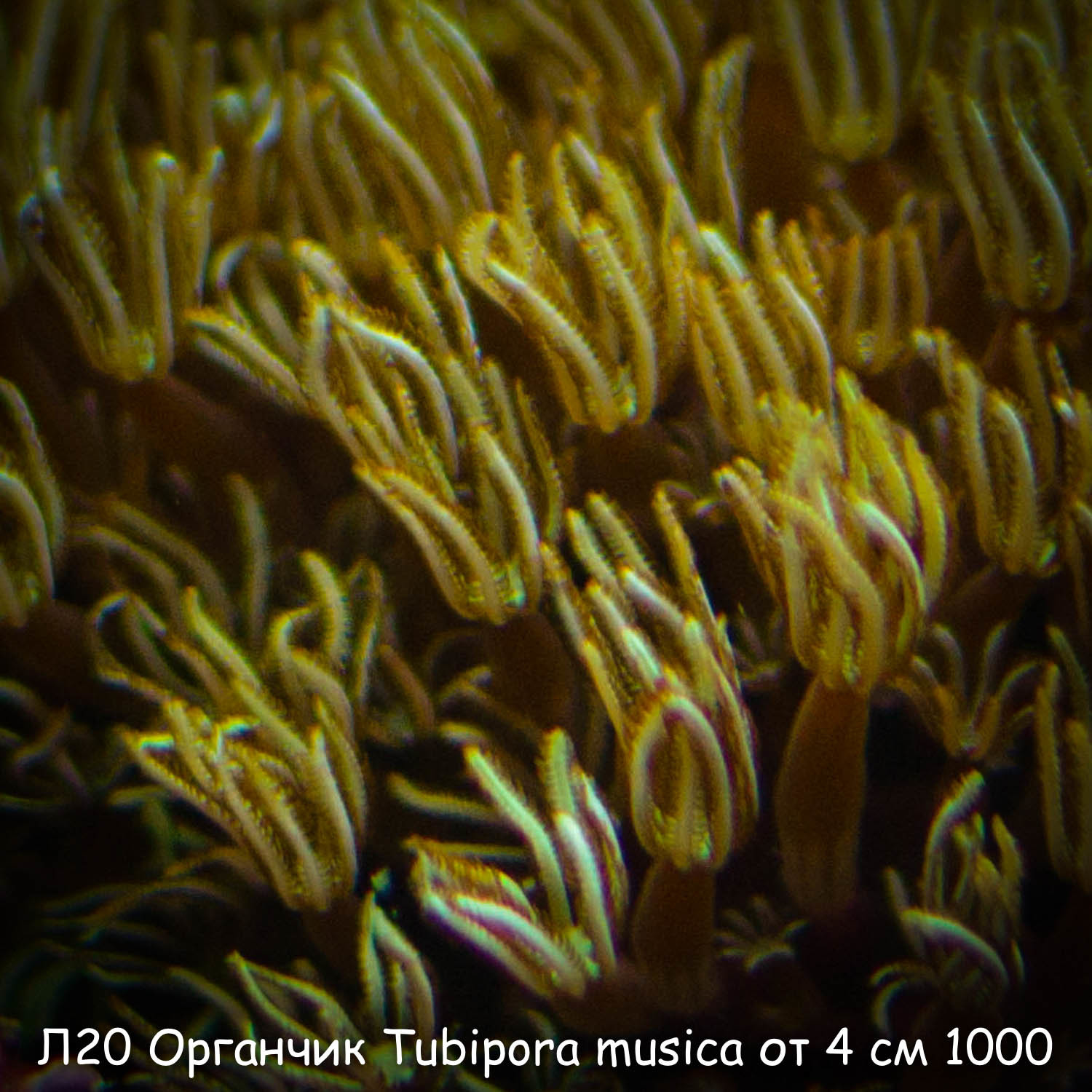 20  Tubipora musica  4  1000