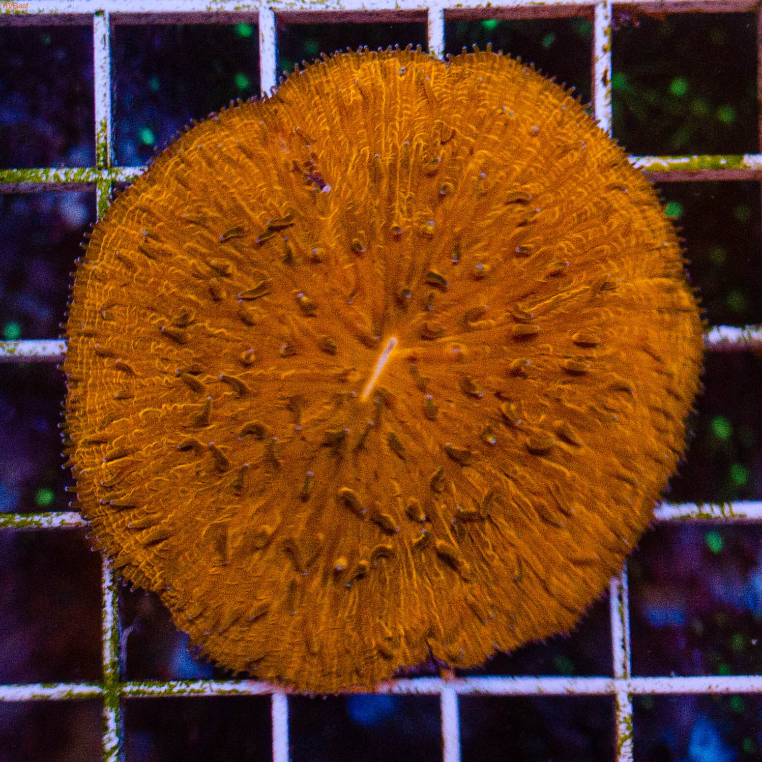   Plate coral - Orange ()
