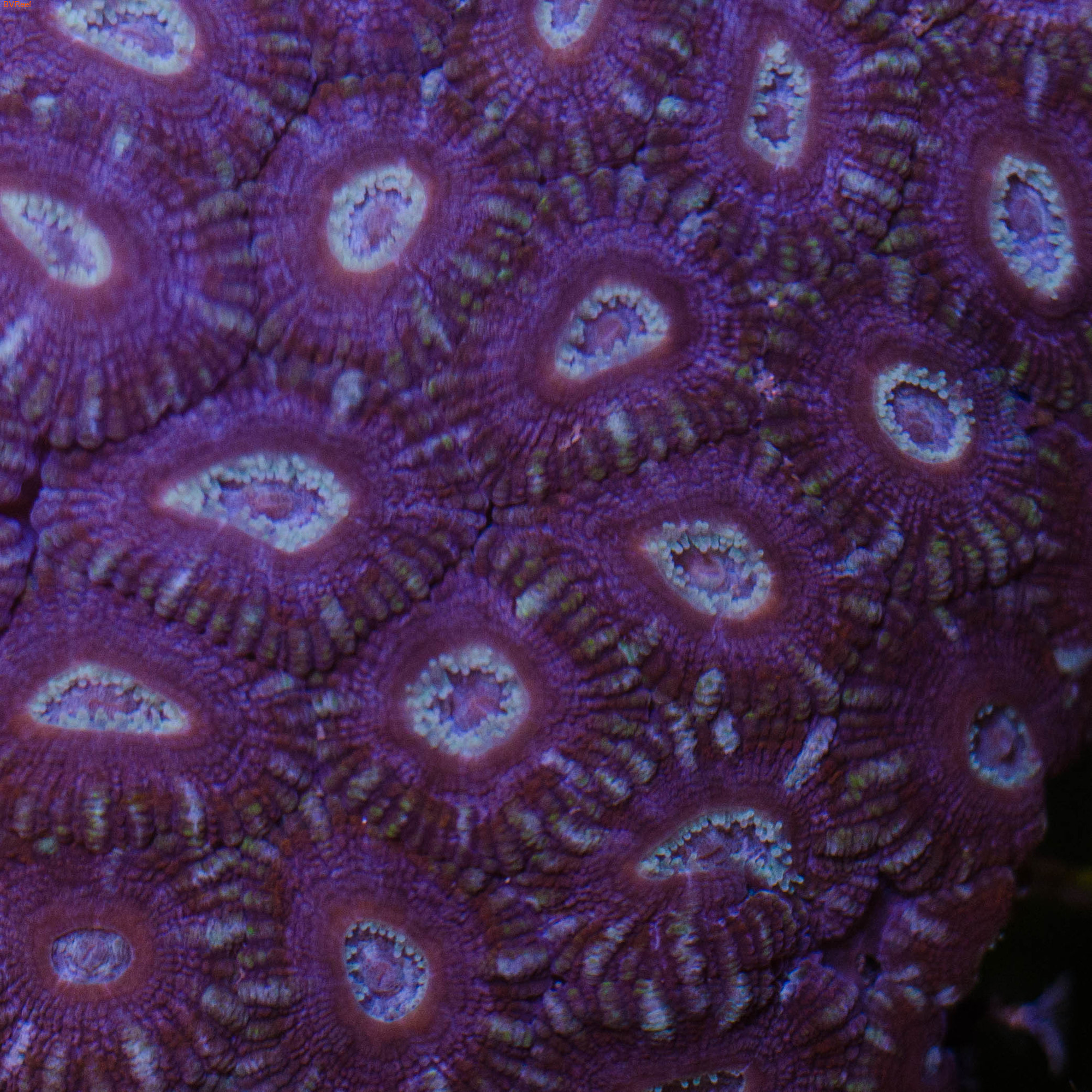 57   Acanthastrea lordhowensis 1800 ( 3 )