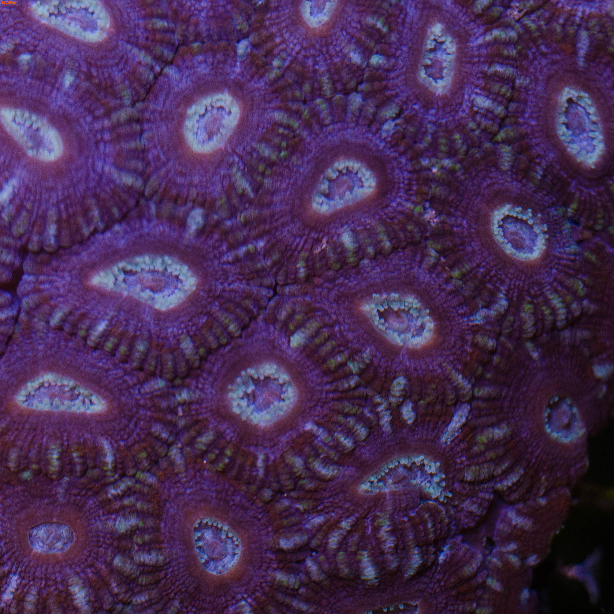 Л57 Акантастрея фиолетовая Acanthastrea lordhowensis 1800 (за 3 головы)