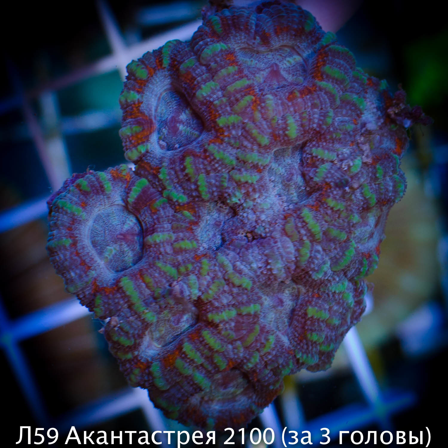 Л59 Акантастрея бирюзовая Acanthastrea lordhowensis 2100(за 3 головы)