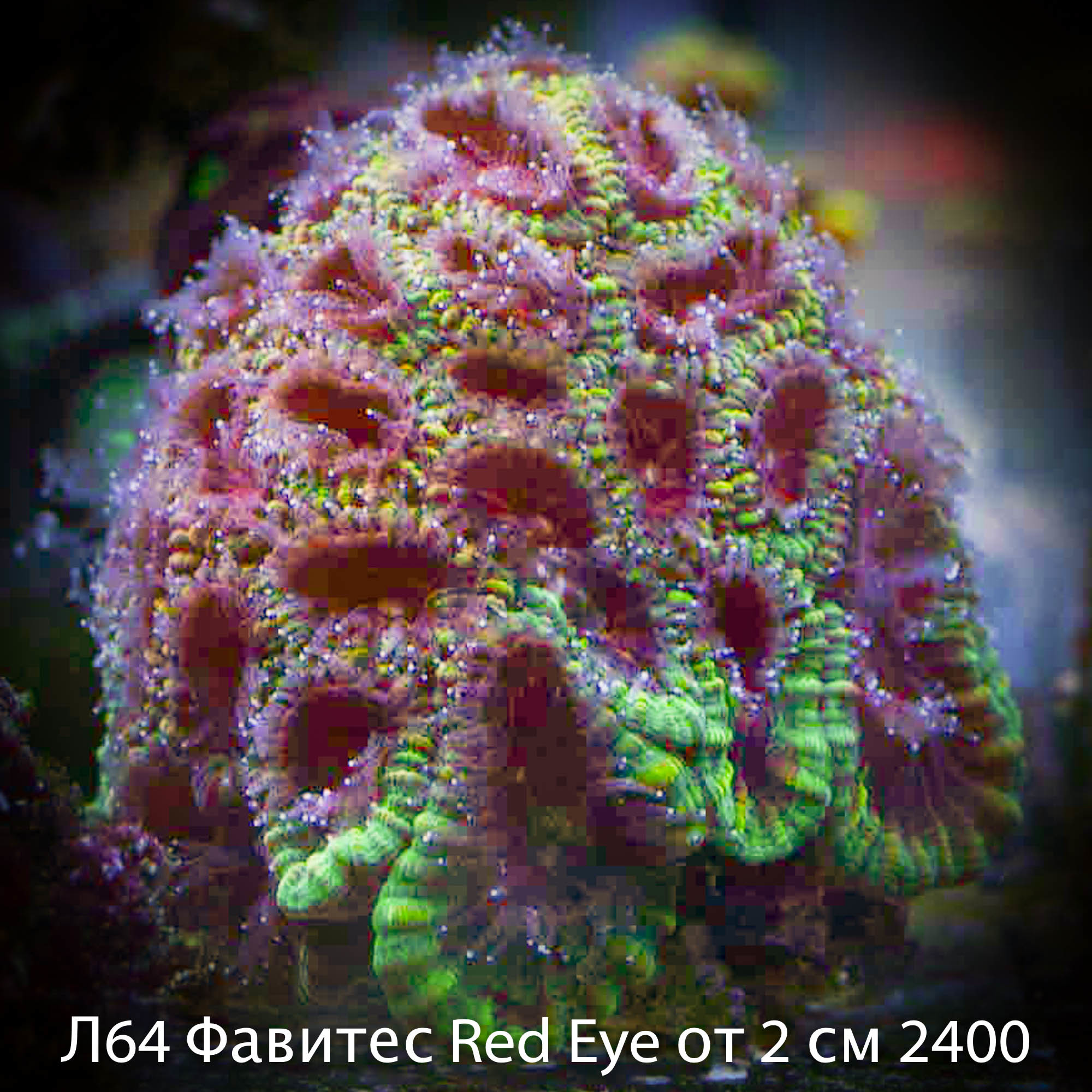 Л64 Фавитес Red Eye от 2 см 2400