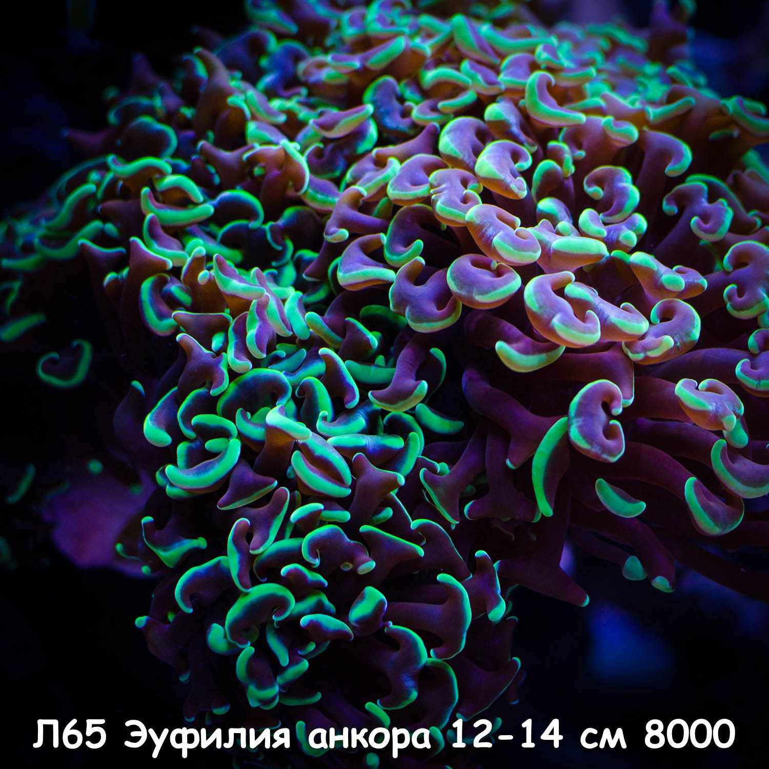 65    12-14  WYSIWYG 8000