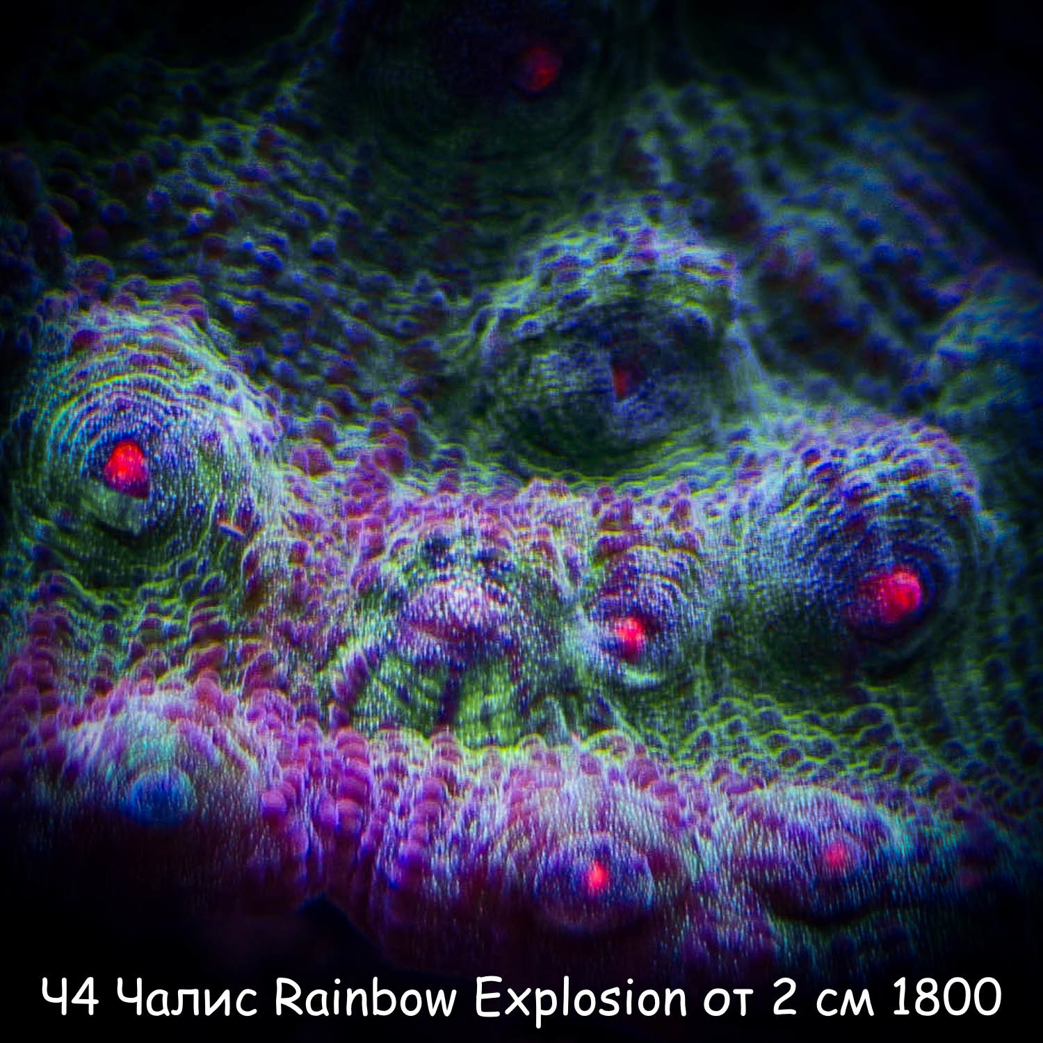 4  Rainbow Explosion  2  1800