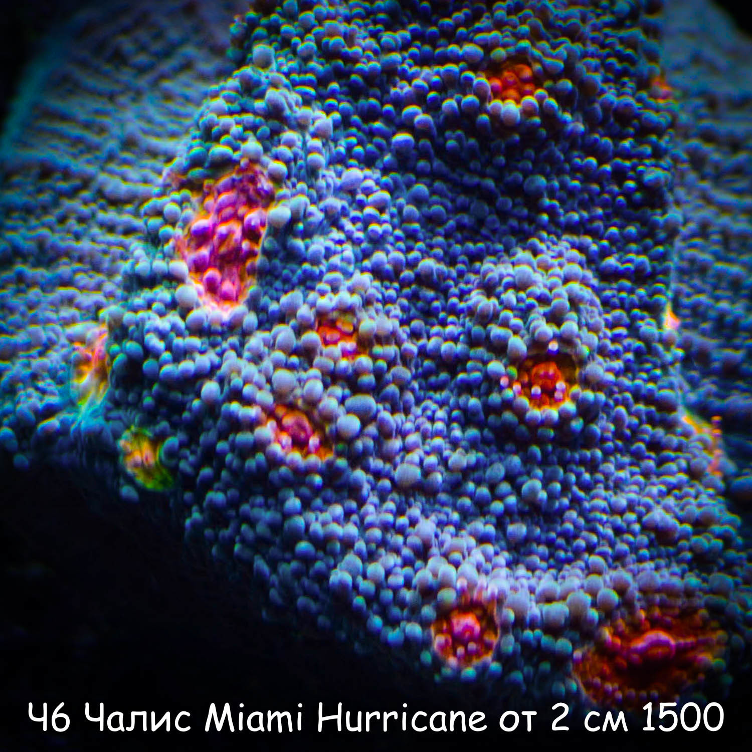 6  Miami Hurricane  2  1500
