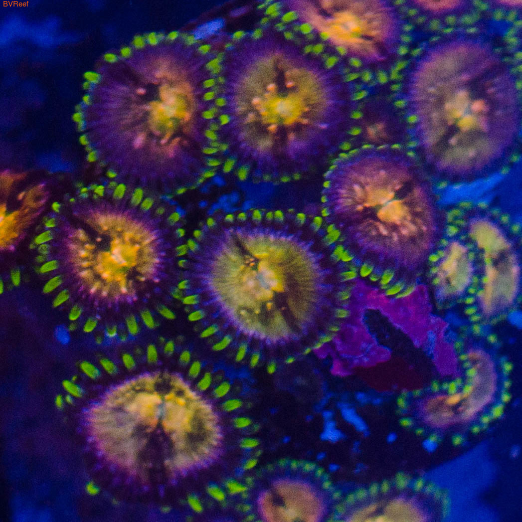 Nirvana coral
