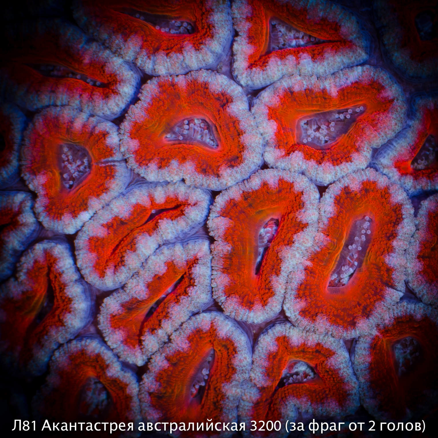 Л81 Акантастрея австралийская Acanthastrea lordhowensis 3200 (за фраг от 2 голов)