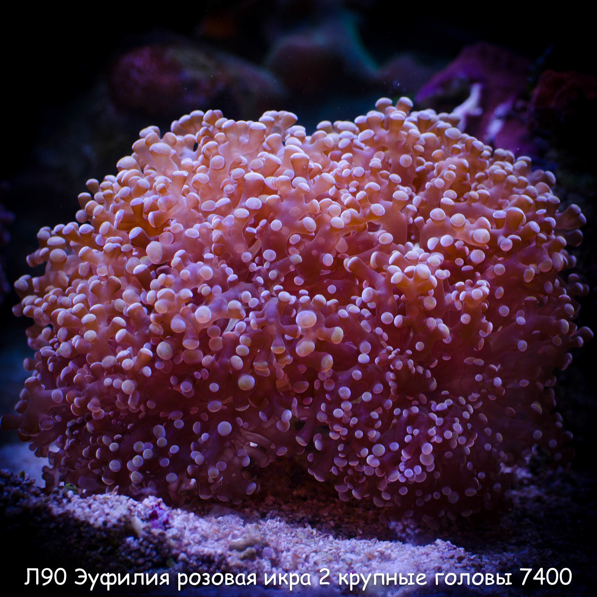 90     Euphyllia Divisa 2   7400