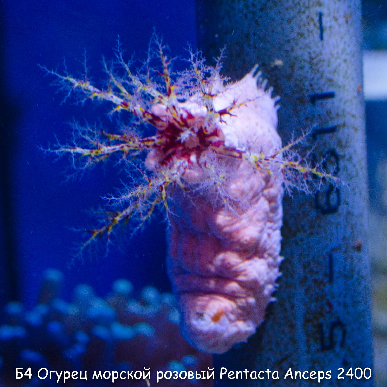 Б4 Огурец морской розовый Pentacta Anceps 2400