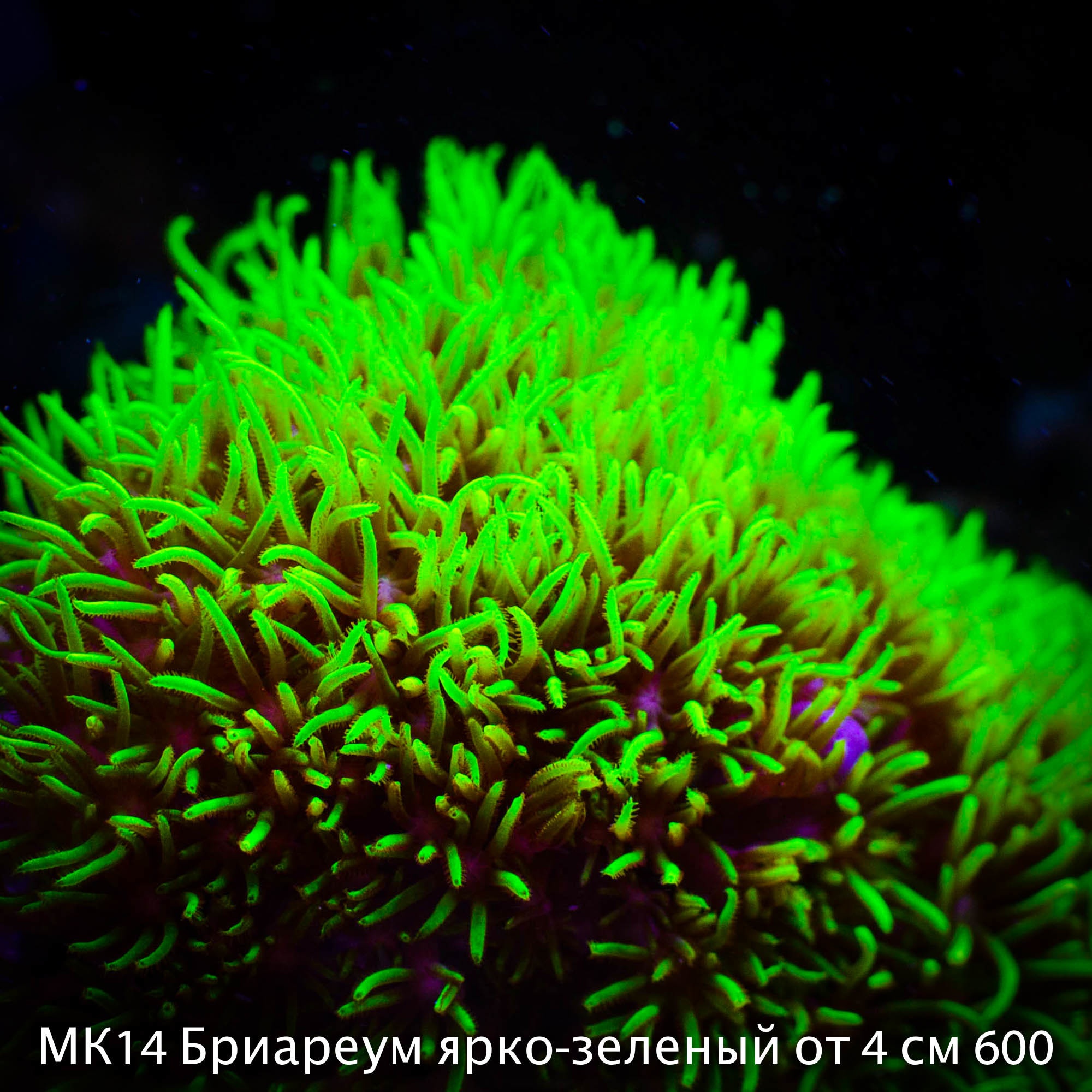 МК14 Бриареум ярко-зеленый от 4 см 600