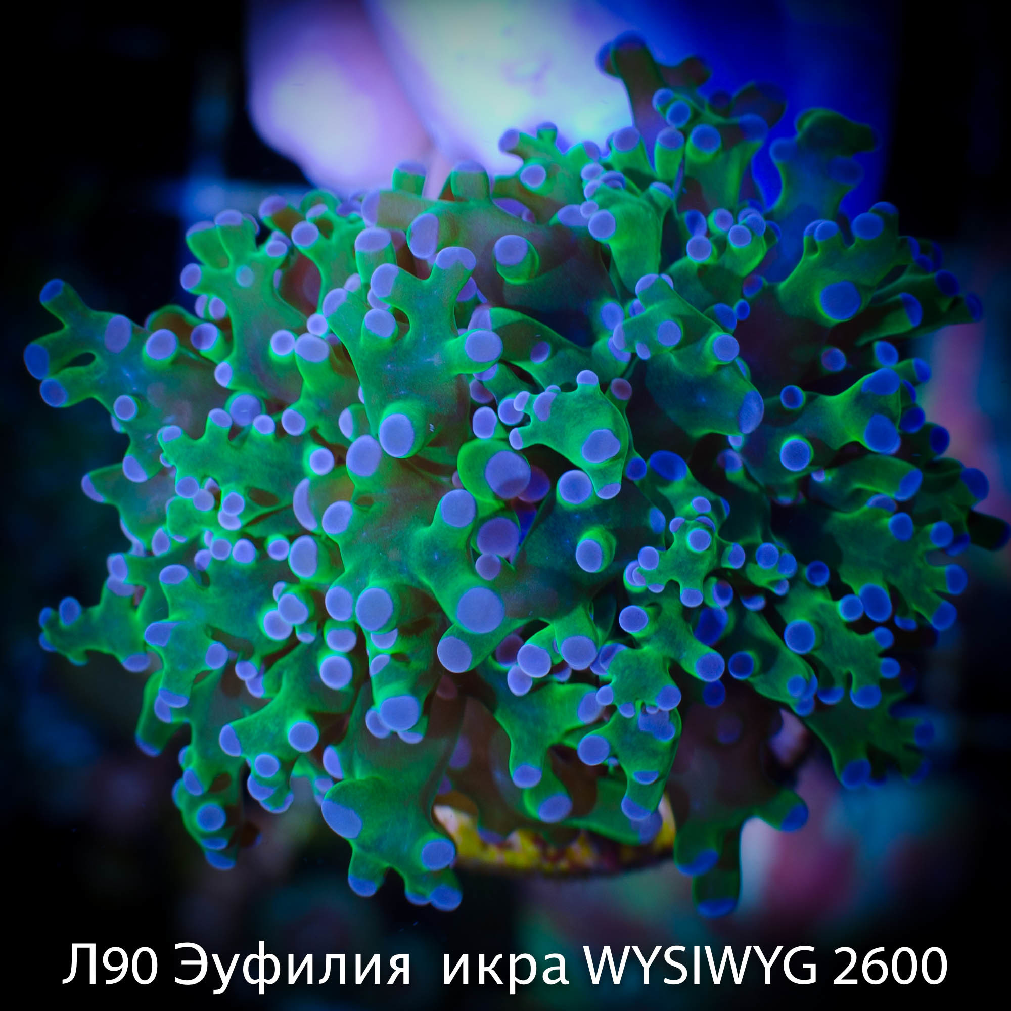 90    WYSIWYG 2600