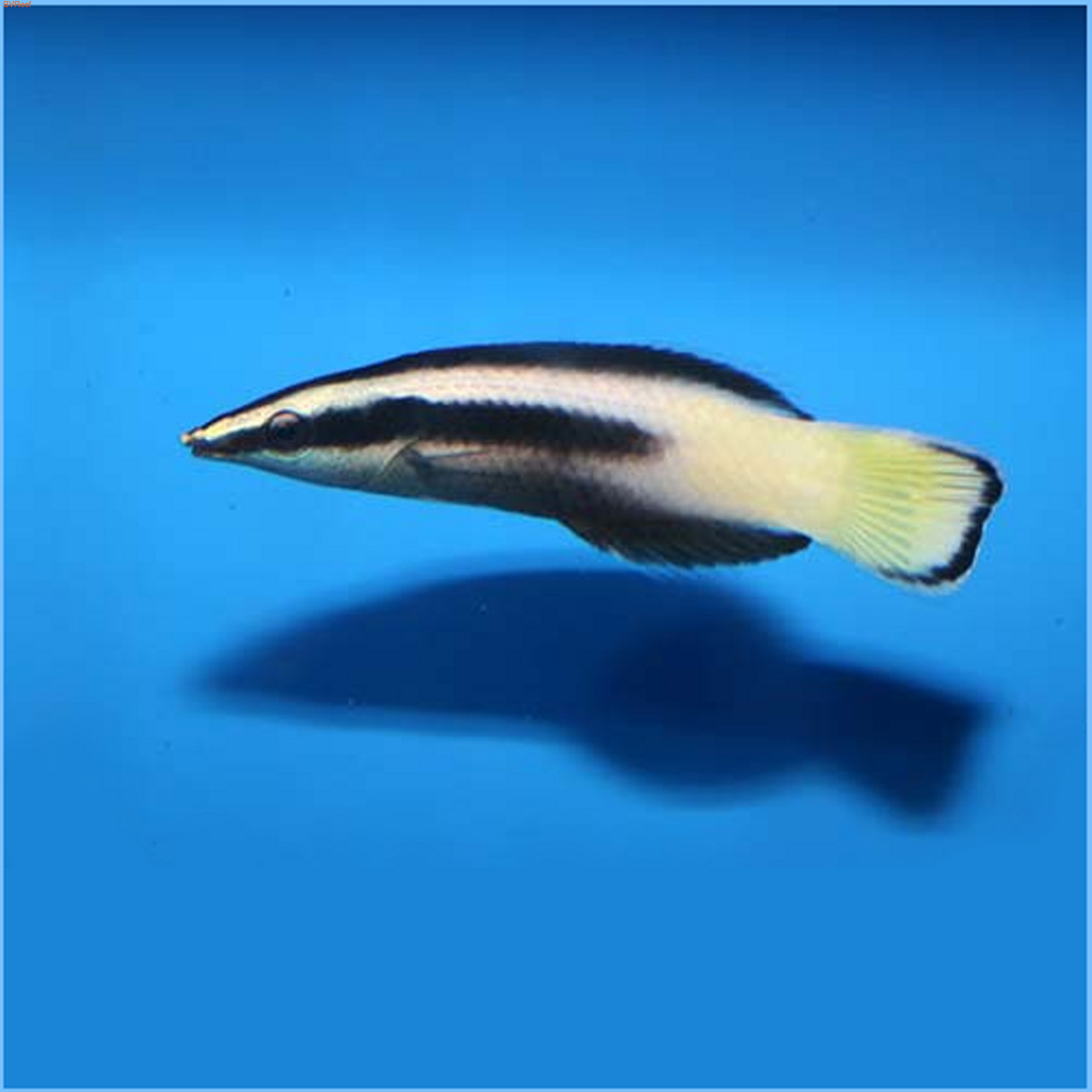    Bicolor Cleaner Wrasse