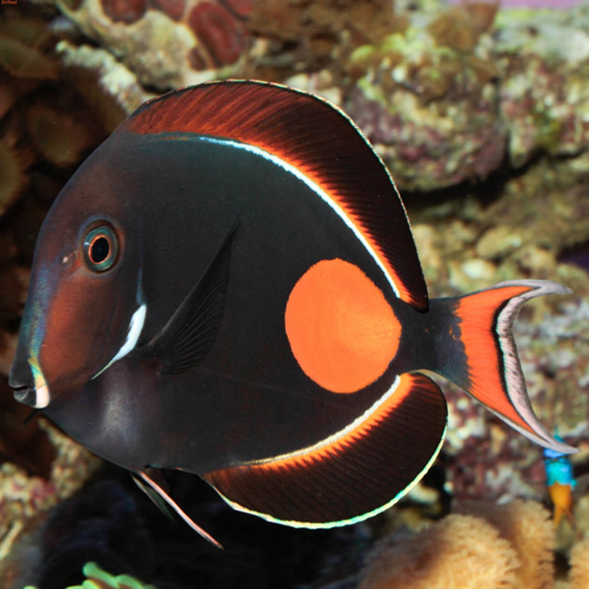   (Acanthurus achilles)