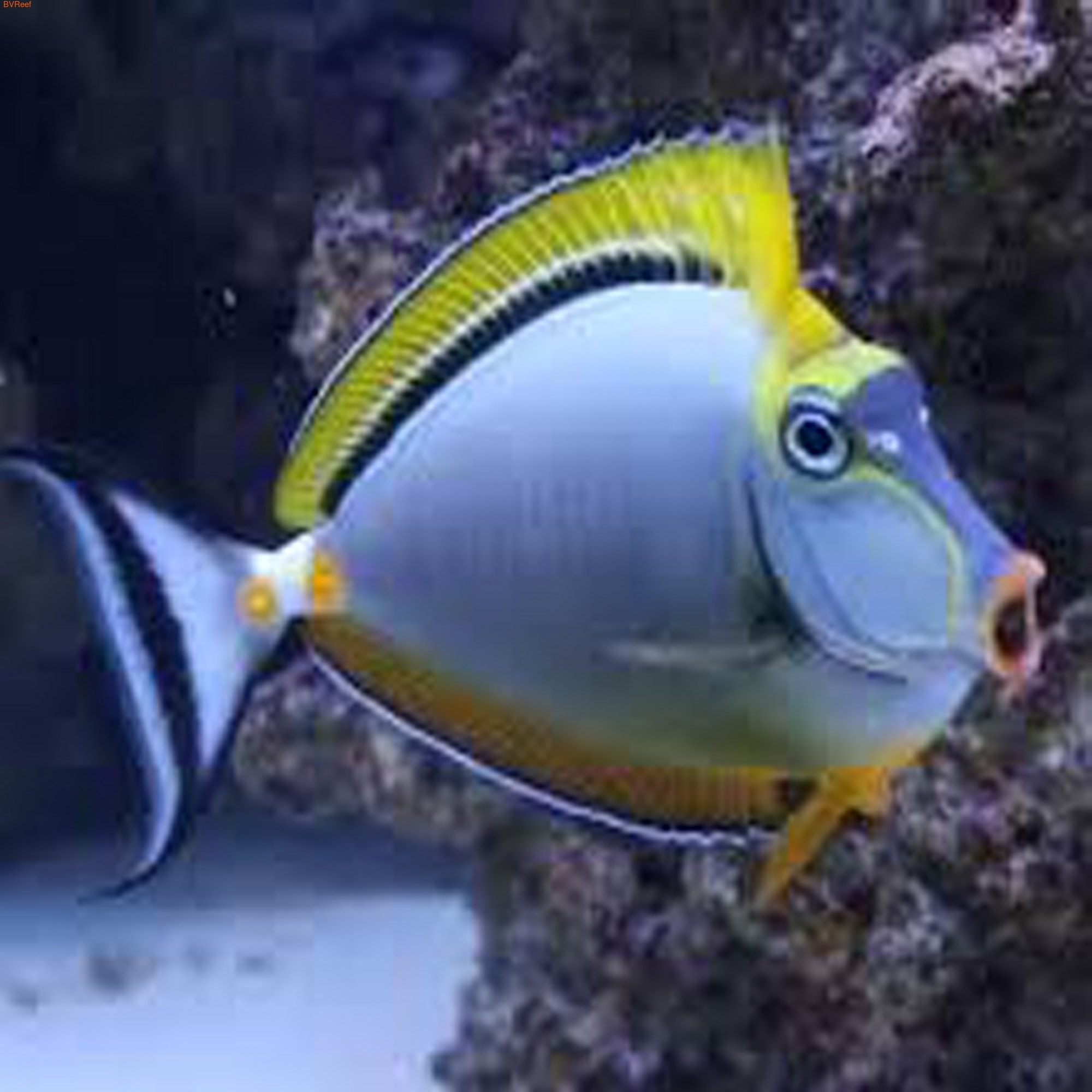   Naso elegans