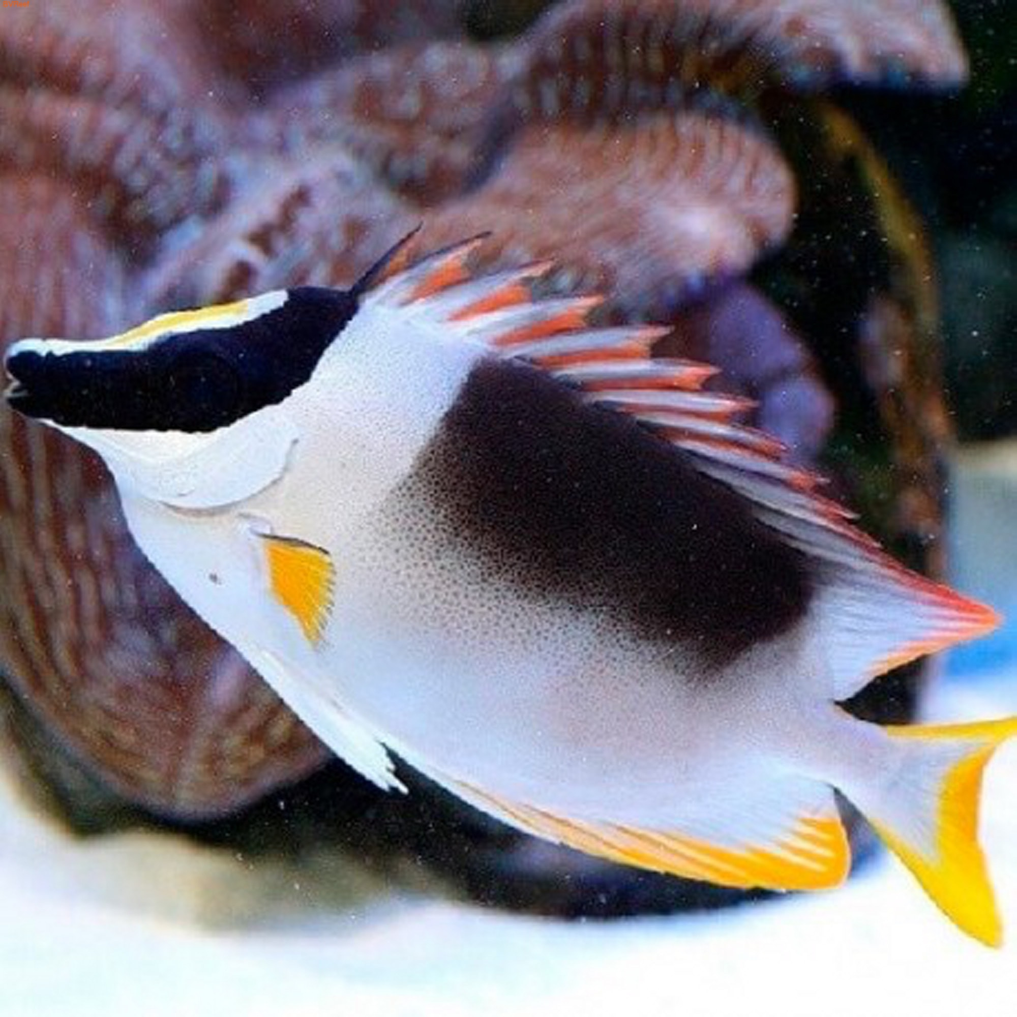   (Siganus magnifica)