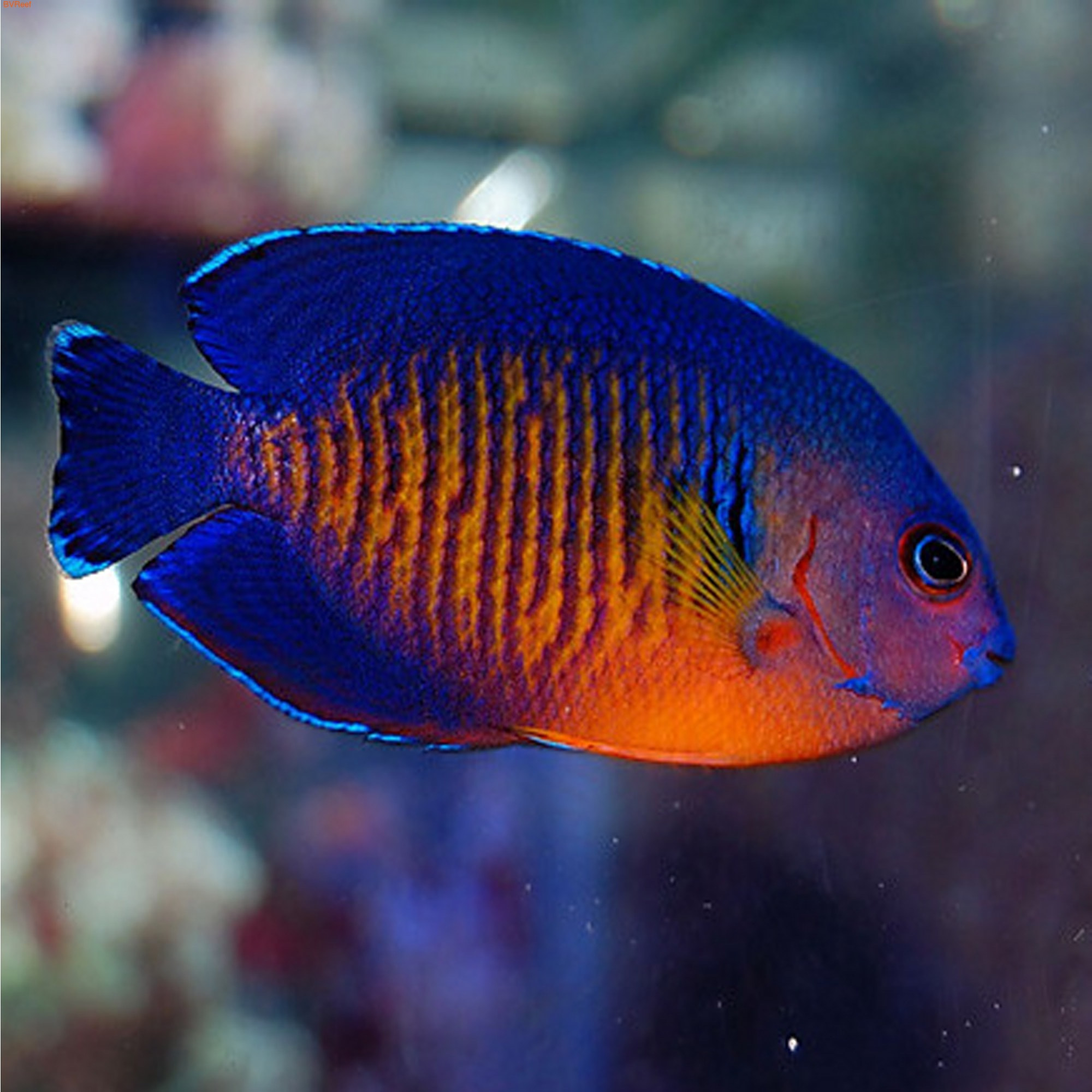   (Centropyge bispinosa)