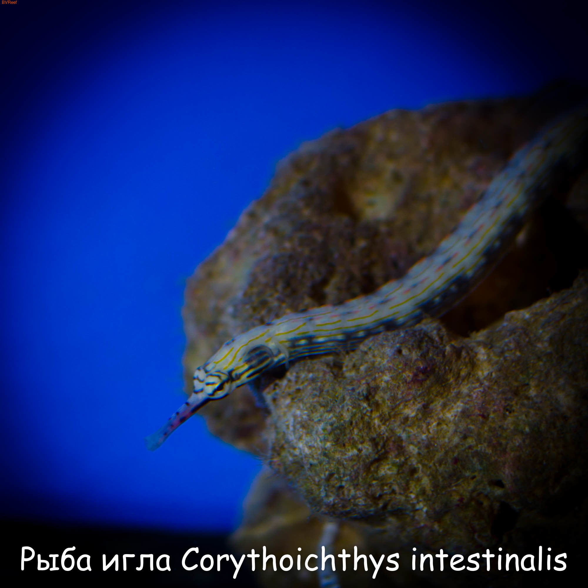 Рыба игла Corythoichthys intestinalis