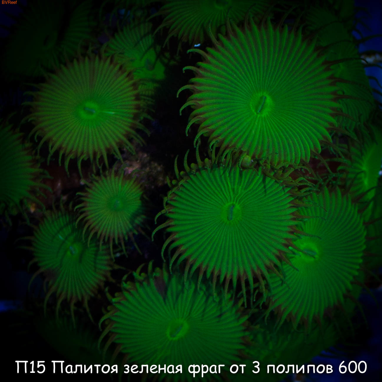 Green zoa   3  600