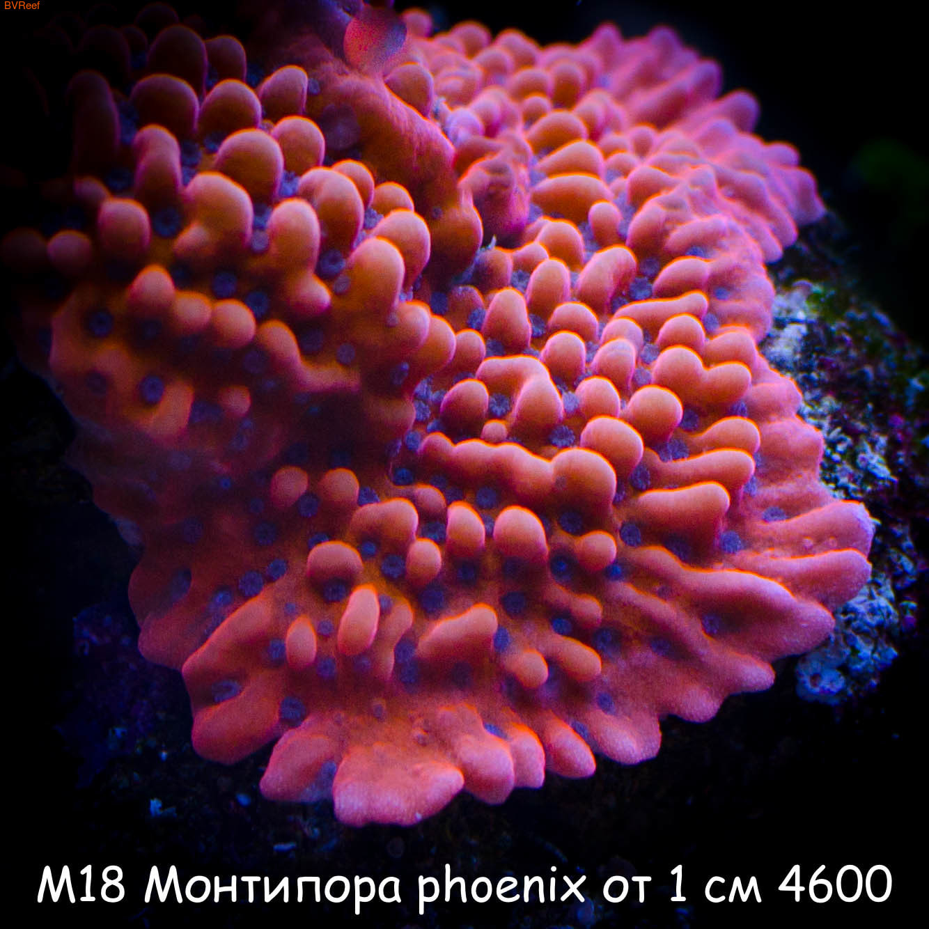 М18 Монтипора phoenix от 1 см 4600