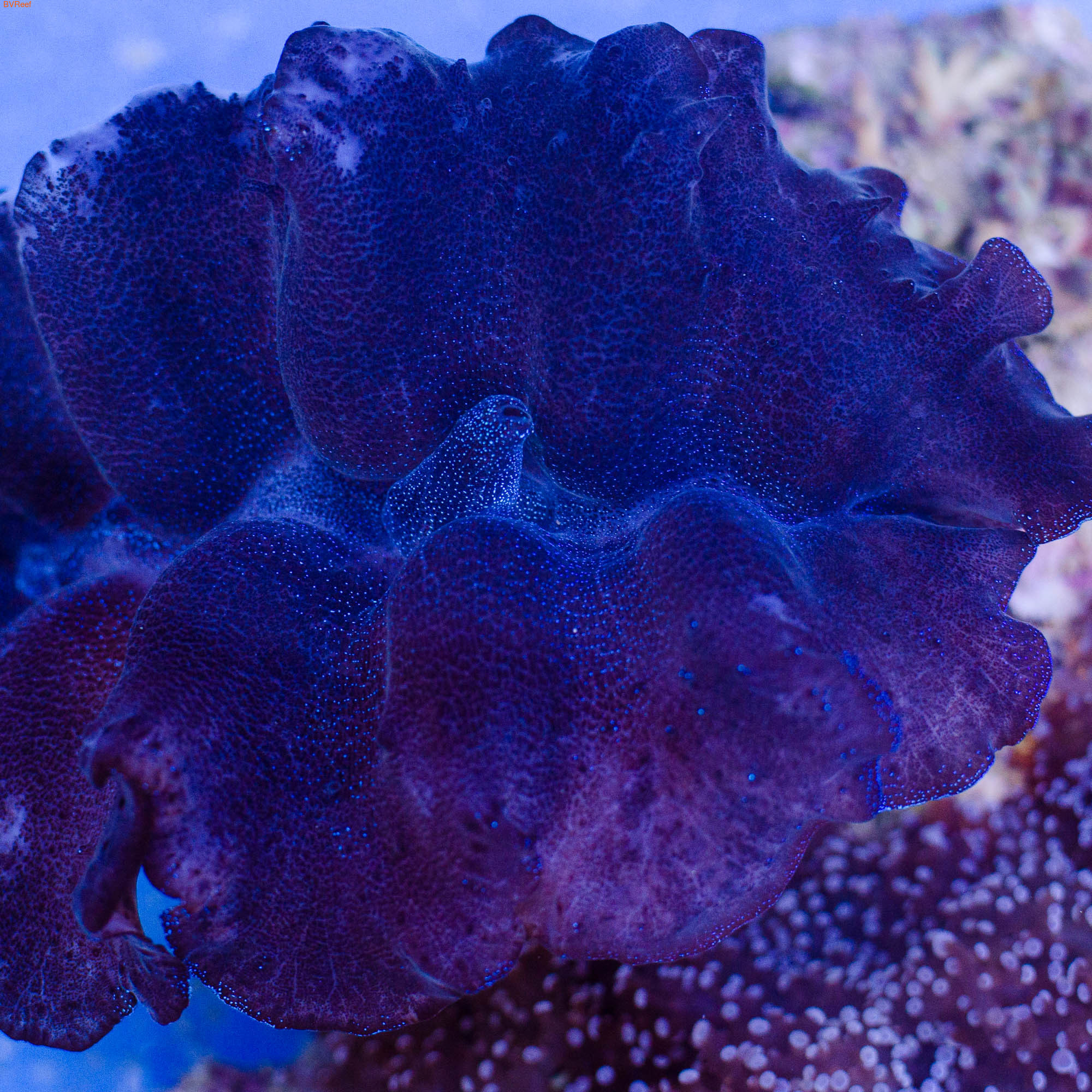 37   () Tridacna crocea